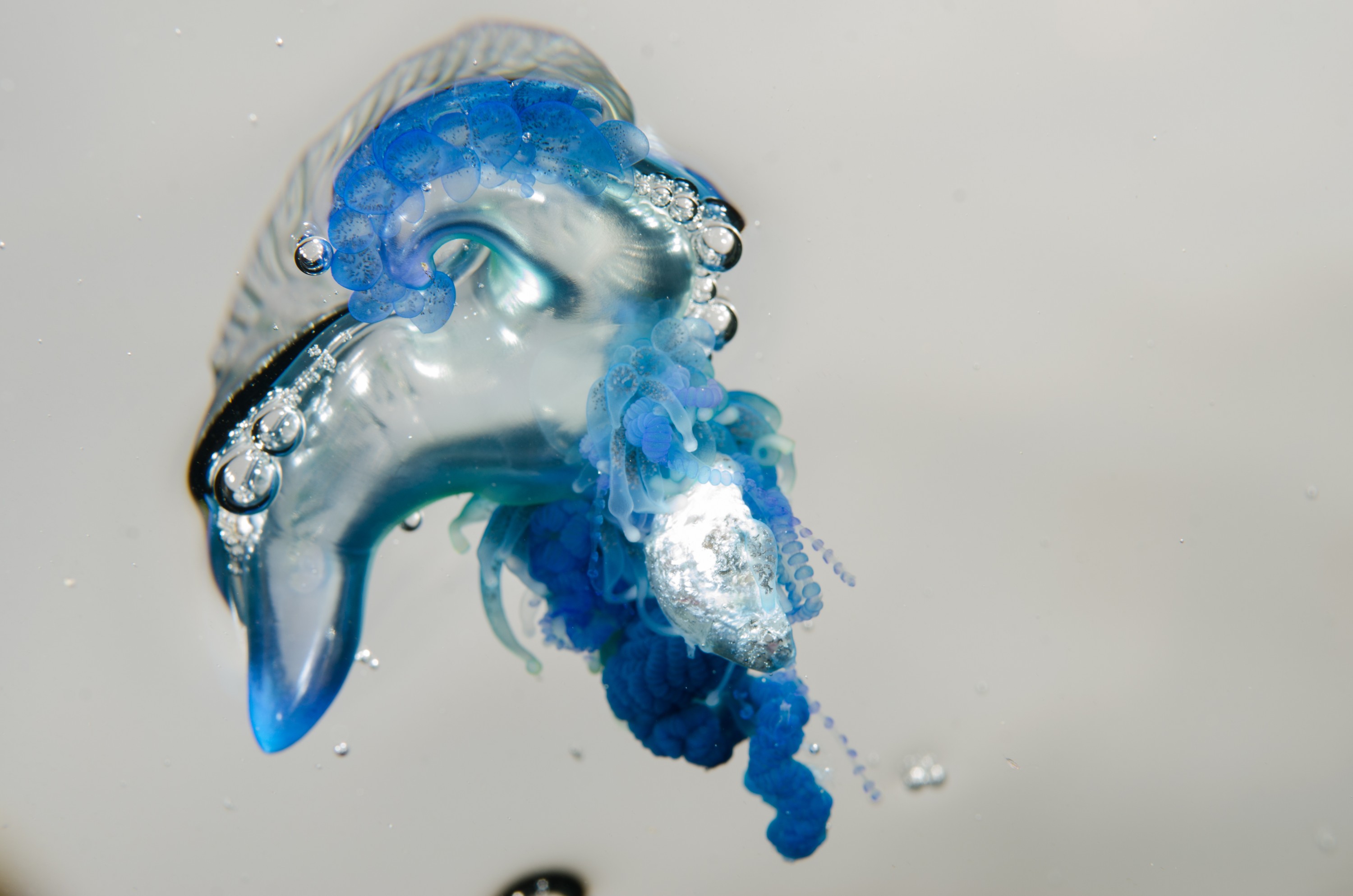 DSC_9270 – Underwater, Physalia, physalis, Portuguese, man, o', war, o, blue, bottle, sting, pelagic, float, sail, blue, cnidarian, Physaliida, venomous, painful, kill, Poor, Knights, Marine, Reserve, Nursery, Cove, Crispin, marine, new zealand, zealand, new, nz,