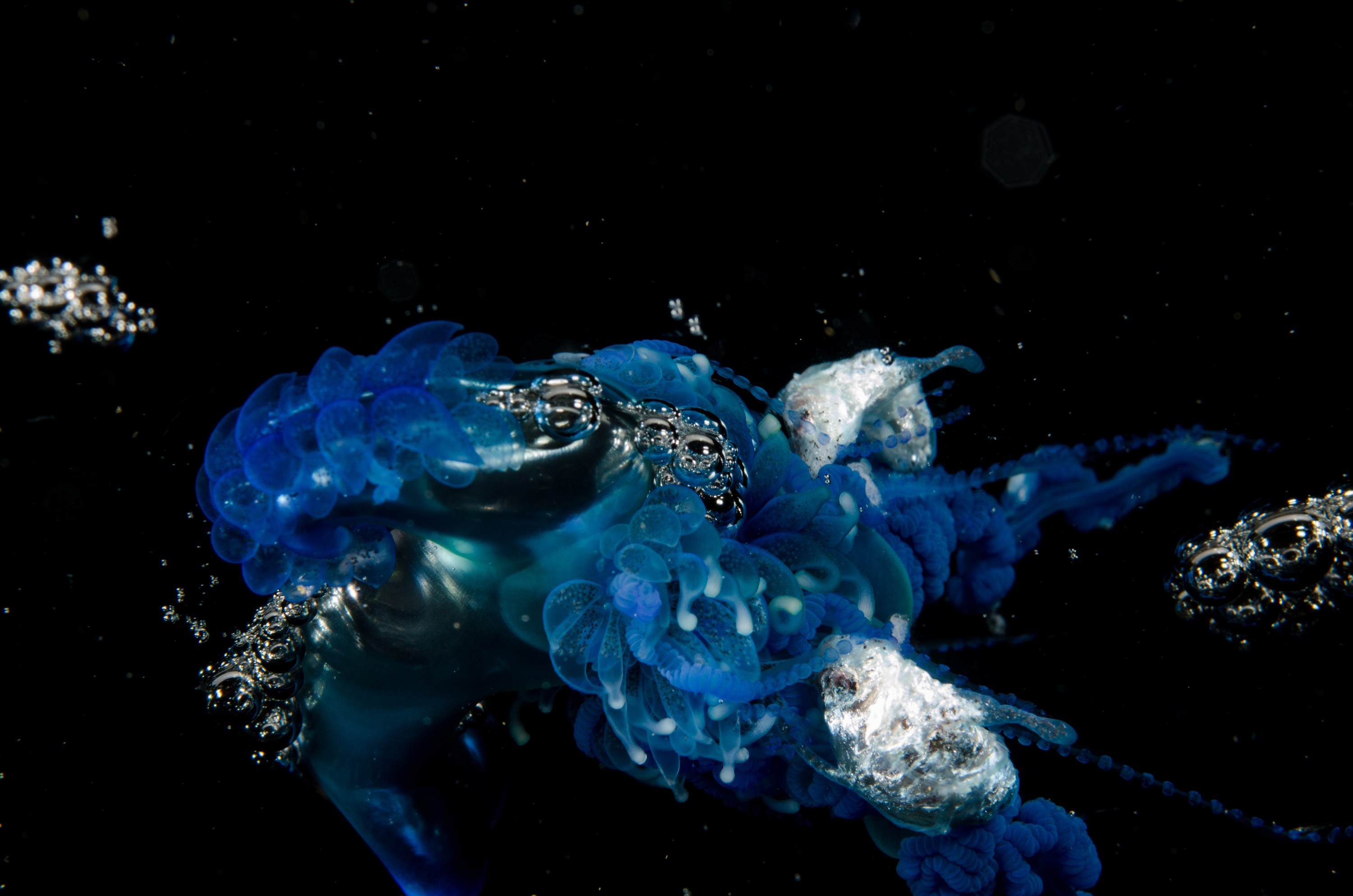 DSC_9271 – Underwater, Physalia, physalis, Portuguese, man, o', war, o, blue, bottle, sting, pelagic, float, sail, blue, cnidarian, Physaliida, venomous, painful, kill, Poor, Knights, Marine, Reserve, Nursery, Cove, Crispin, marine, new zealand, zealand, new, nz,