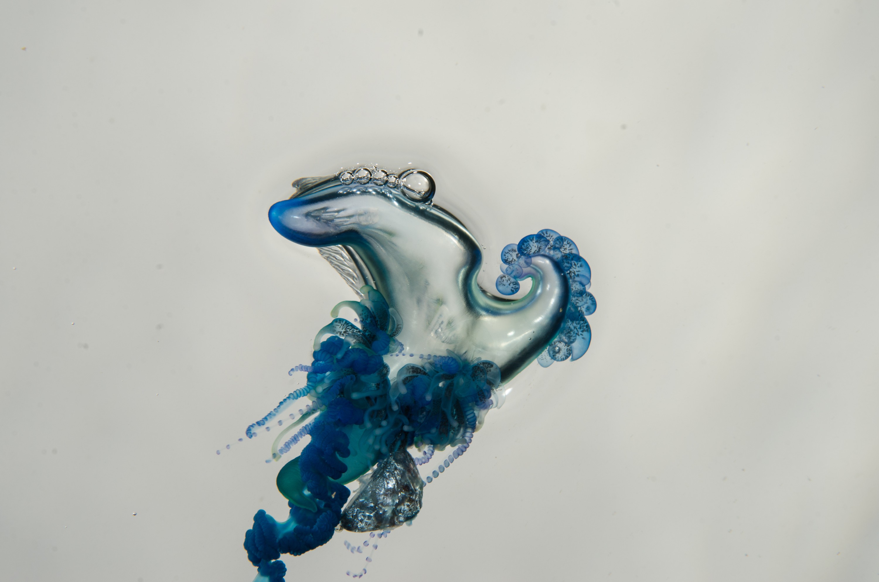 DSC_9281 – Underwater, Physalia, physalis, Portuguese, man, o', war, o, blue, bottle, sting, pelagic, float, sail, blue, cnidarian, Physaliida, venomous, painful, kill, Poor, Knights, Marine, Reserve, Nursery, Cove, Crispin, marine, new zealand, zealand, new, nz,
