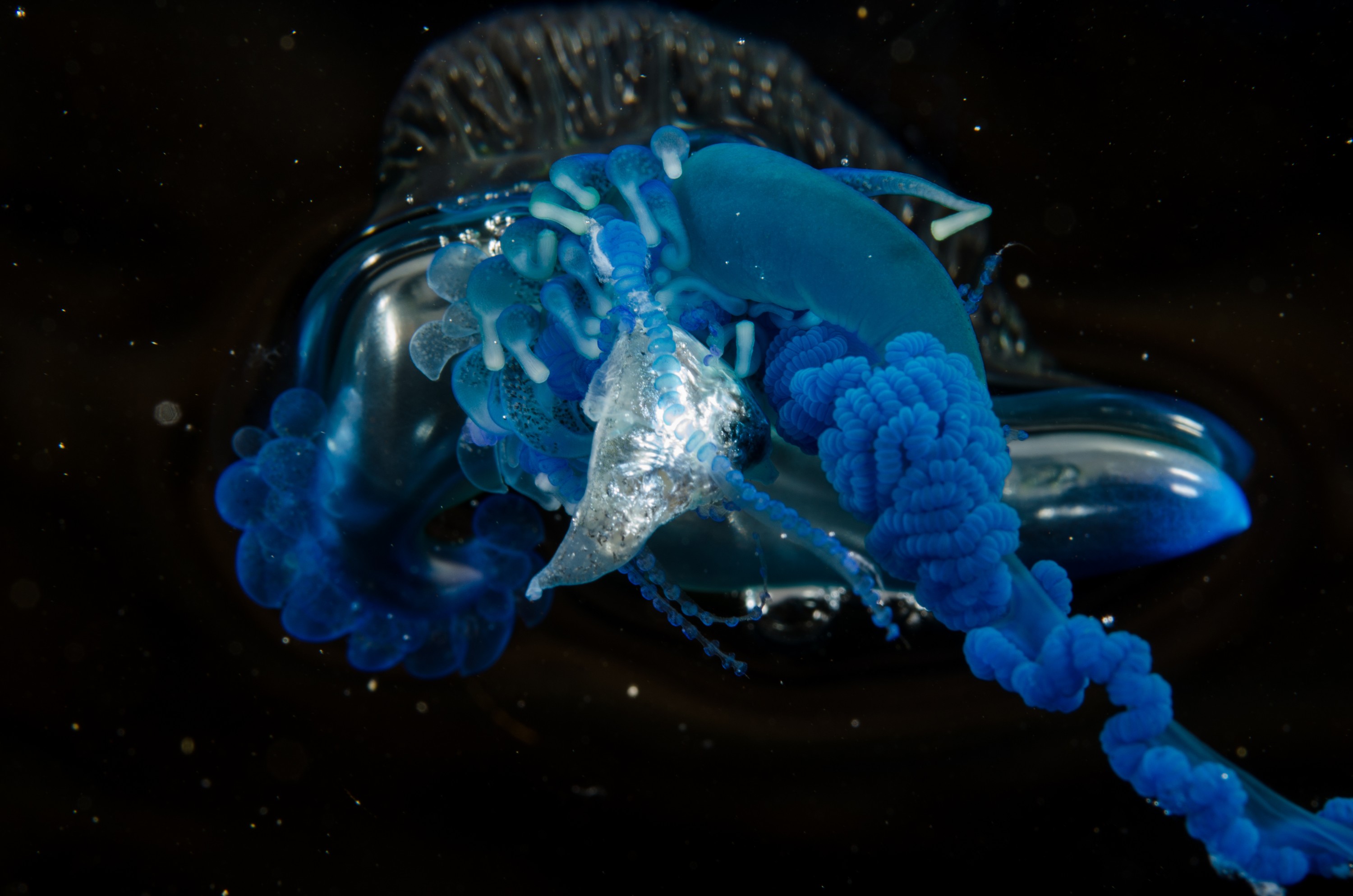 DSC_9283 – Underwater, Physalia, physalis, Portuguese, man, o', war, o, blue, bottle, sting, pelagic, float, sail, blue, cnidarian, Physaliida, venomous, painful, kill, Poor, Knights, Marine, Reserve, Nursery, Cove, Crispin, marine, new zealand, zealand, new, nz,