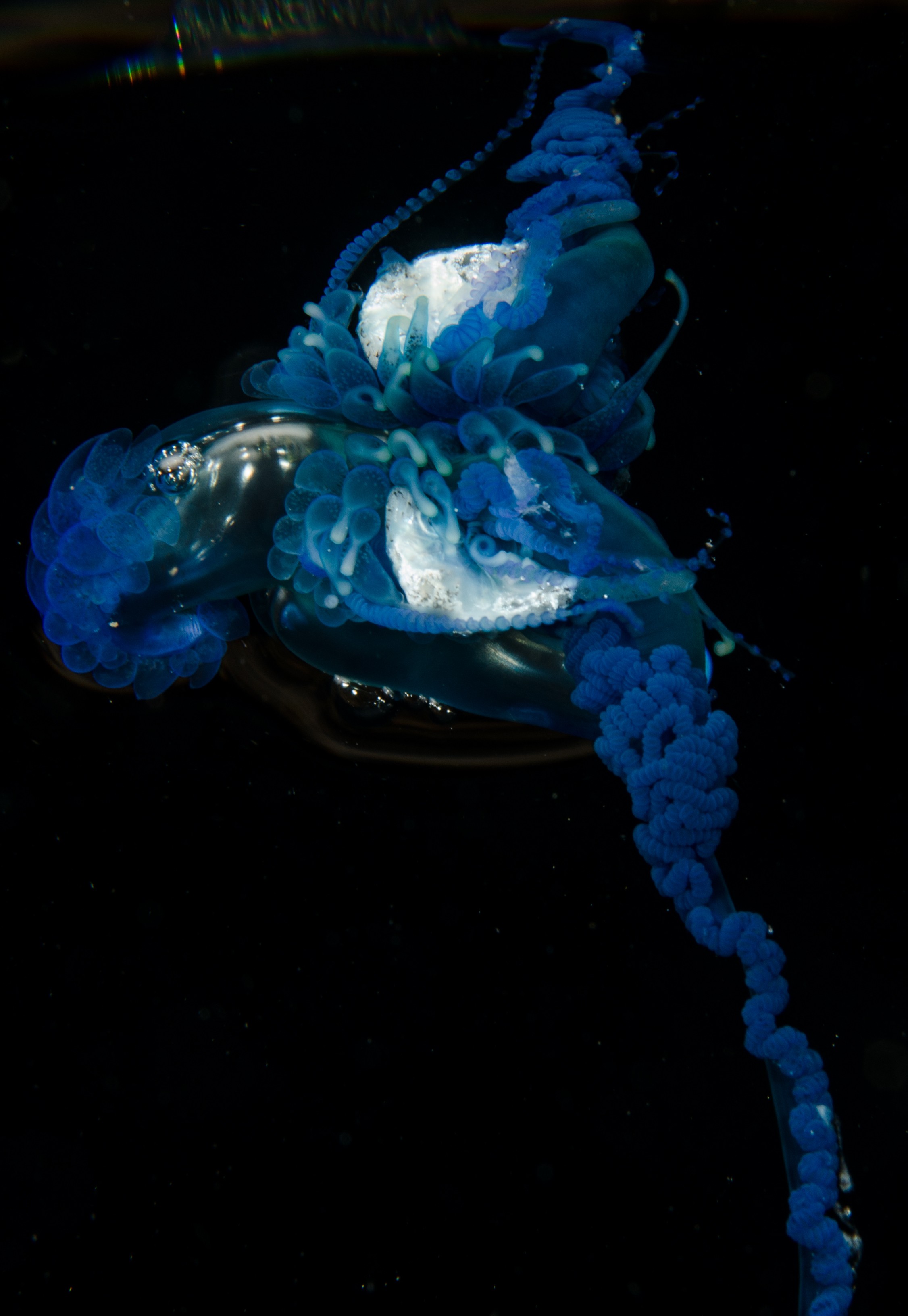DSC_9284 – Underwater, Physalia, physalis, Portuguese, man, o', war, o, blue, bottle, sting, pelagic, float, sail, blue, cnidarian, Physaliida, venomous, painful, kill, Poor, Knights, Marine, Reserve, Nursery, Cove, Crispin, marine, new zealand, zealand, new, nz,