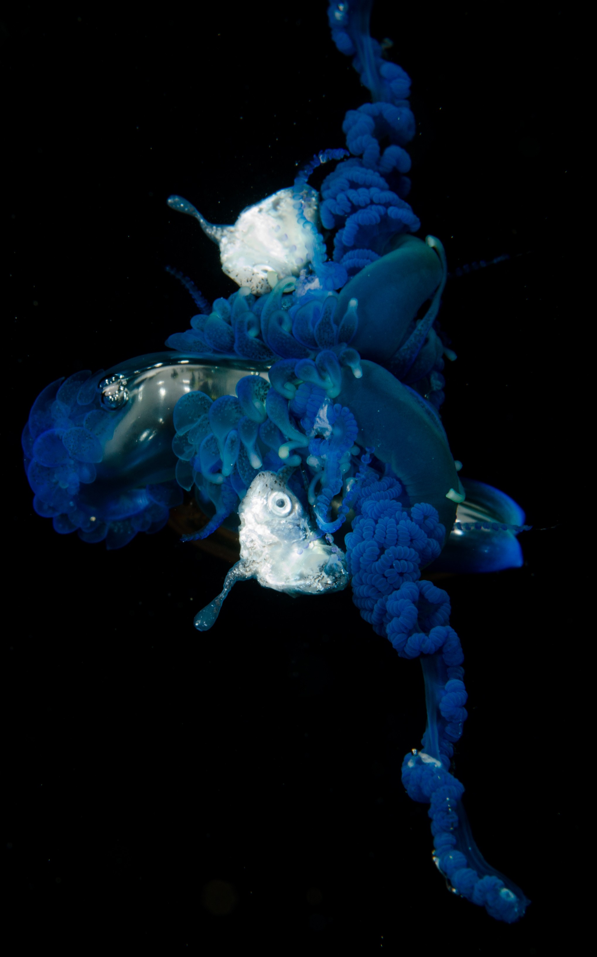 DSC_9289 – Underwater, Physalia, physalis, Portuguese, man, o', war, o, blue, bottle, sting, pelagic, float, sail, blue, cnidarian, Physaliida, venomous, painful, kill, Poor, Knights, Marine, Reserve, Nursery, Cove, Crispin, marine, new zealand, zealand, new, nz,