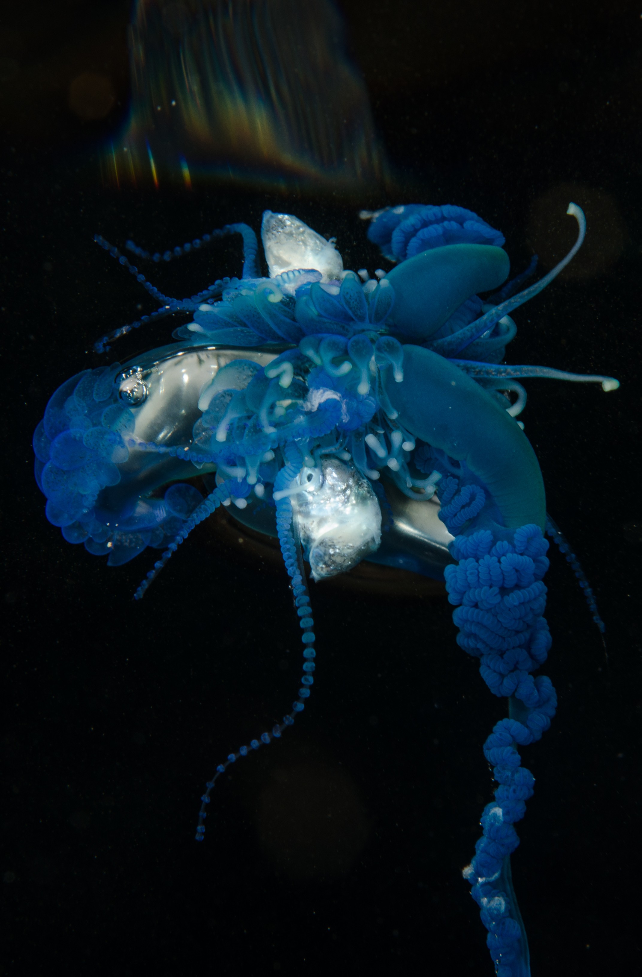 DSC_9296 – Underwater, Physalia, physalis, Portuguese, man, o', war, o, blue, bottle, sting, pelagic, float, sail, blue, cnidarian, Physaliida, venomous, painful, kill, Poor, Knights, Marine, Reserve, Nursery, Cove, Crispin, marine, new zealand, zealand, new, nz,