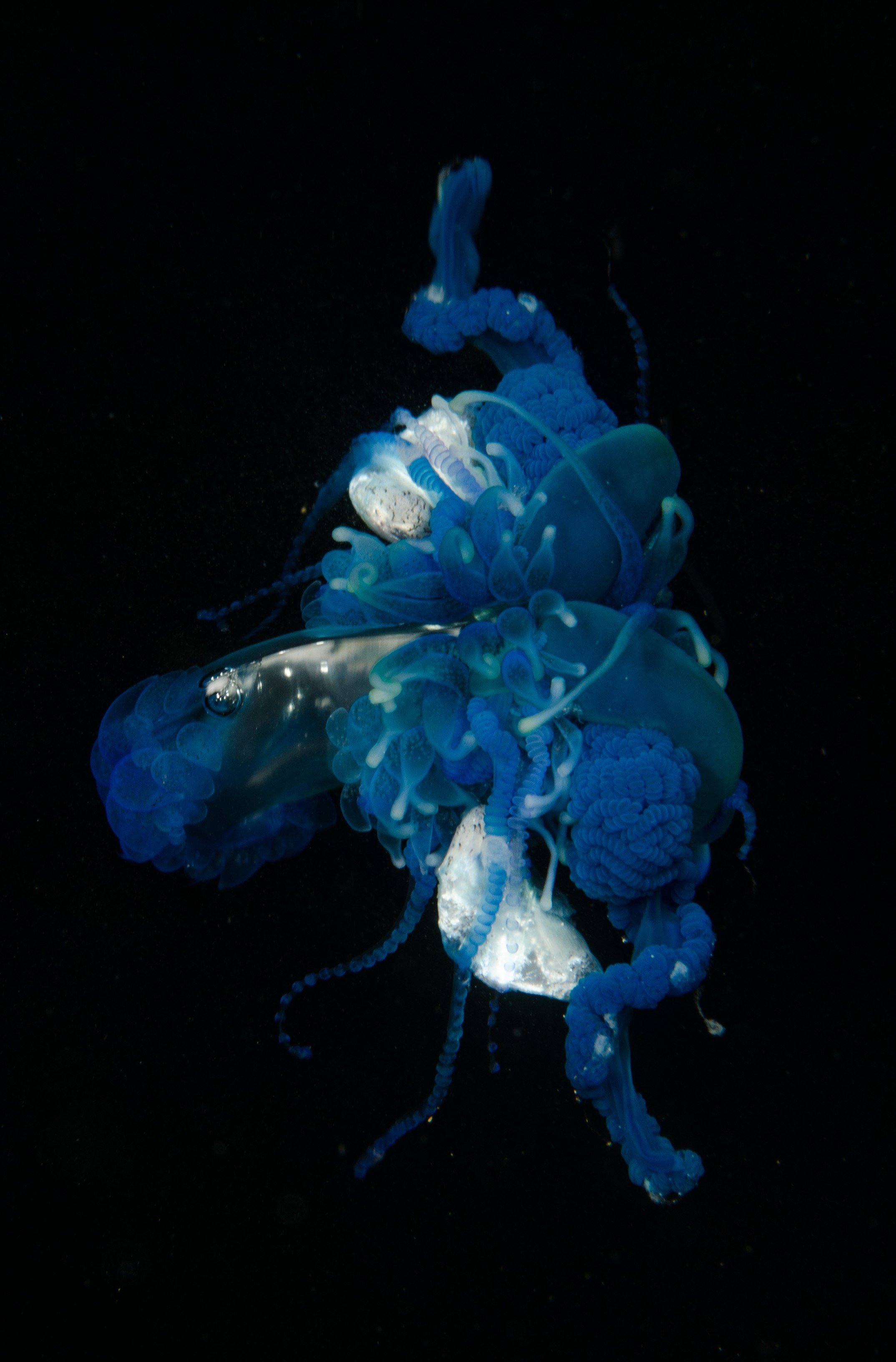 DSC_9297 – Underwater, Physalia, physalis, Portuguese, man, o', war, o, blue, bottle, sting, pelagic, float, sail, blue, cnidarian, Physaliida, venomous, painful, kill, Poor, Knights, Marine, Reserve, Nursery, Cove, Crispin, marine, new zealand, zealand, new, nz,