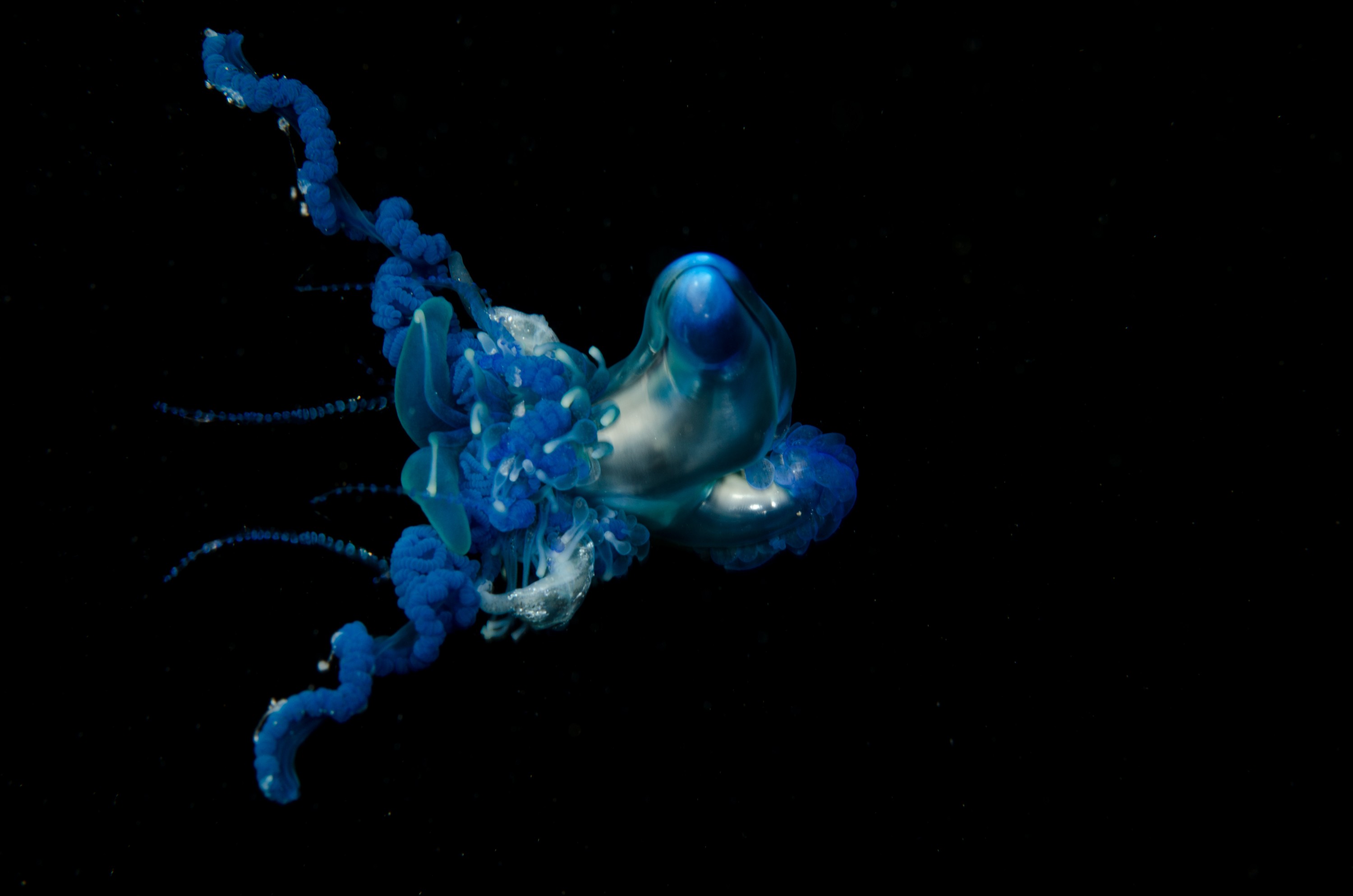 DSC_9303 – Underwater, Physalia, physalis, Portuguese, man, o', war, o, blue, bottle, sting, pelagic, float, sail, blue, cnidarian, Physaliida, venomous, painful, kill, Poor, Knights, Marine, Reserve, Nursery, Cove, Crispin, marine, new zealand, zealand, new, nz,