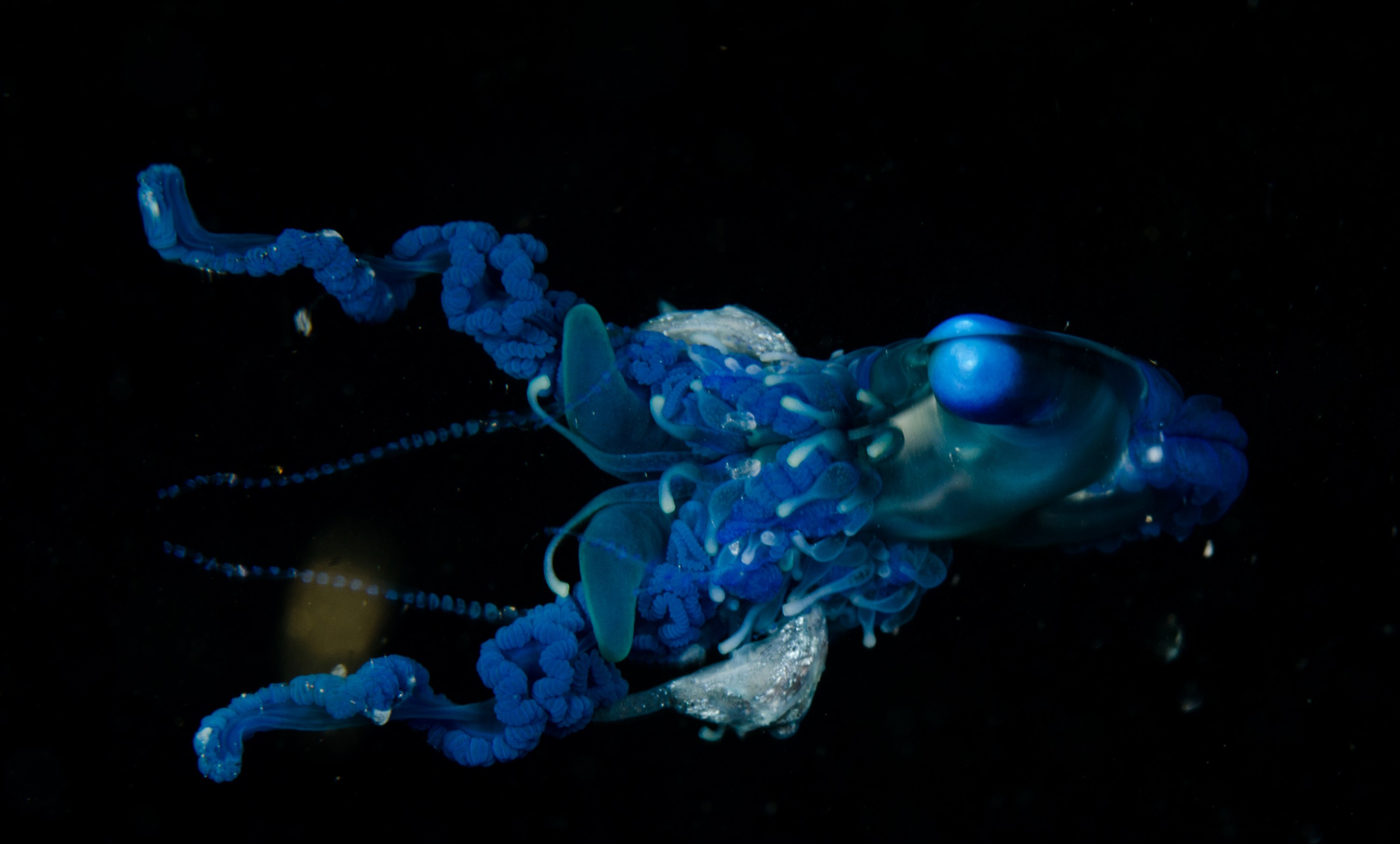 DSC_9304 – Underwater, Physalia, physalis, Portuguese, man, o', war, o, blue, bottle, sting, pelagic, float, sail, blue, cnidarian, Physaliida, venomous, painful, kill, Poor, Knights, Marine, Reserve, Nursery, Cove, Crispin, marine, new zealand, zealand, new, nz,