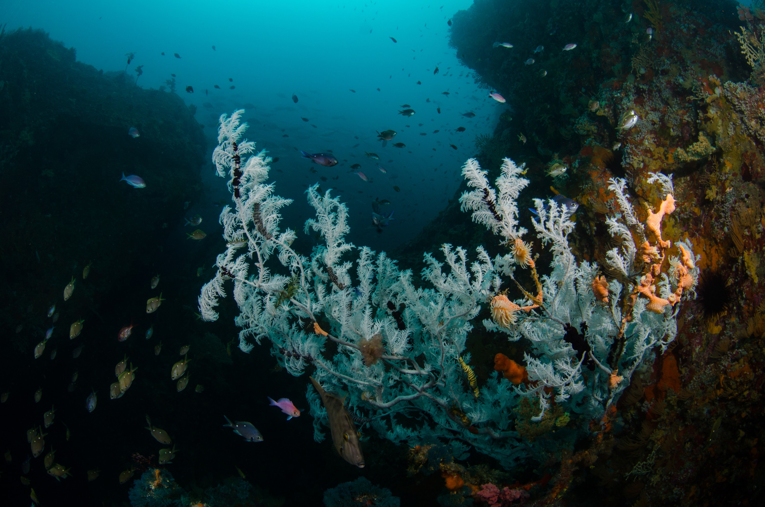 DSC_9337 – Antipathella, Poor, black coral, crispin, knights, leopard anemone, marine, new, northland, nz, reserve, zealand, JAN17