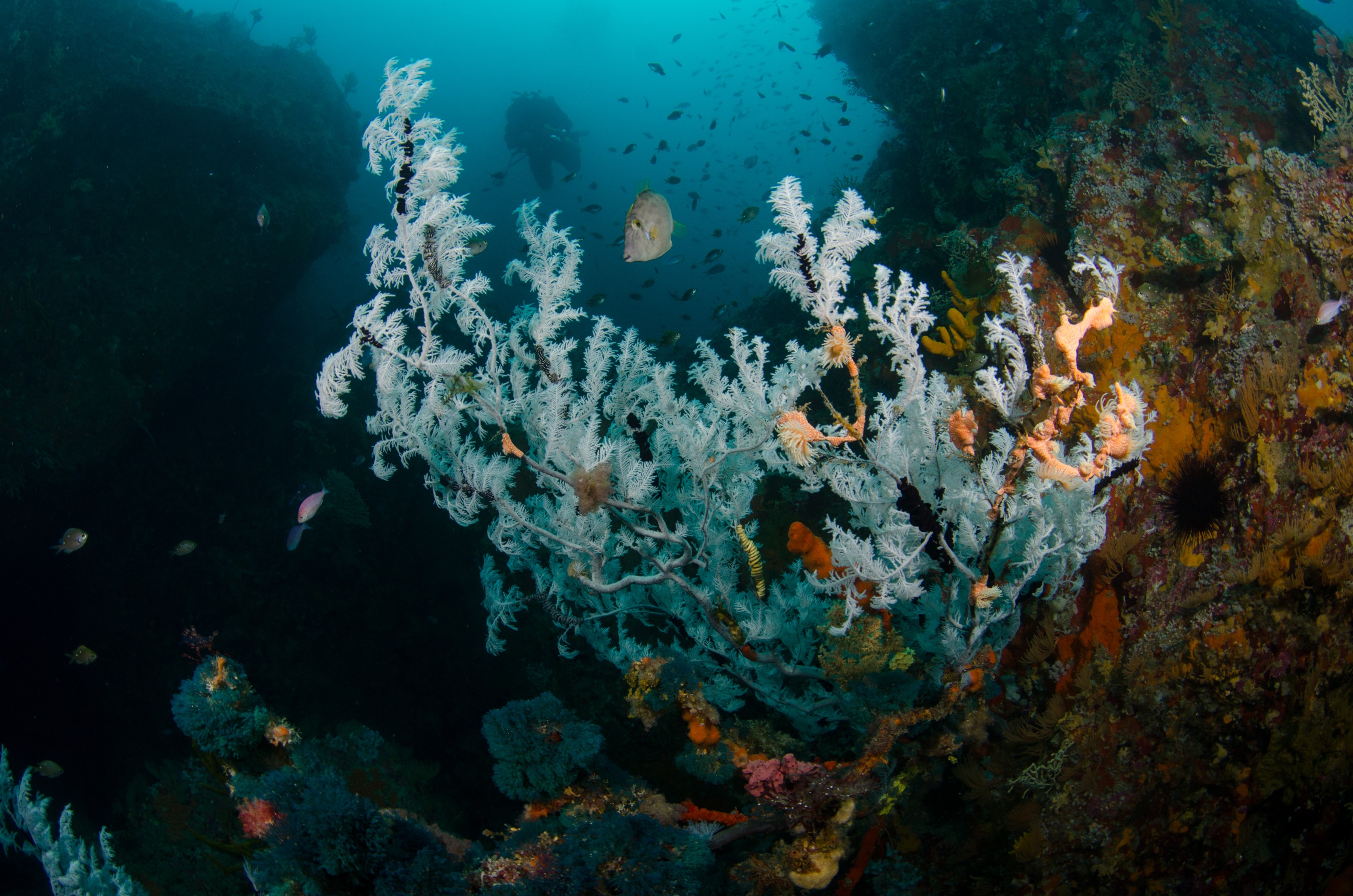 DSC_9341 – Antipathella, Poor, black coral, crispin, knights, leopard anemone, marine, new, northland, nz, reserve, zealand, JAN17
