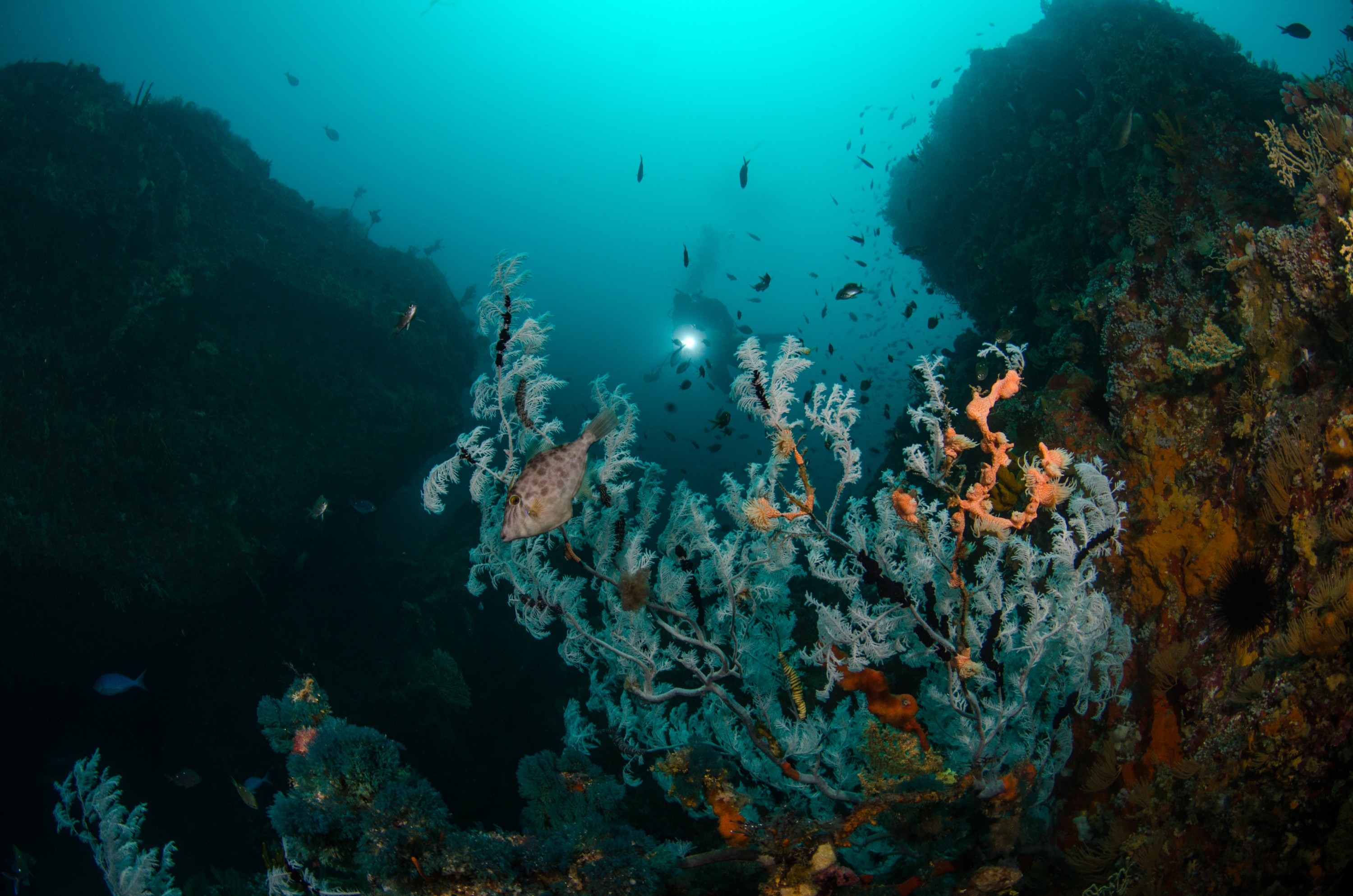 DSC_9342 – Antipathella, Poor, black coral, crispin, knights, leopard anemone, marine, new, northland, nz, reserve, zealand, JAN17