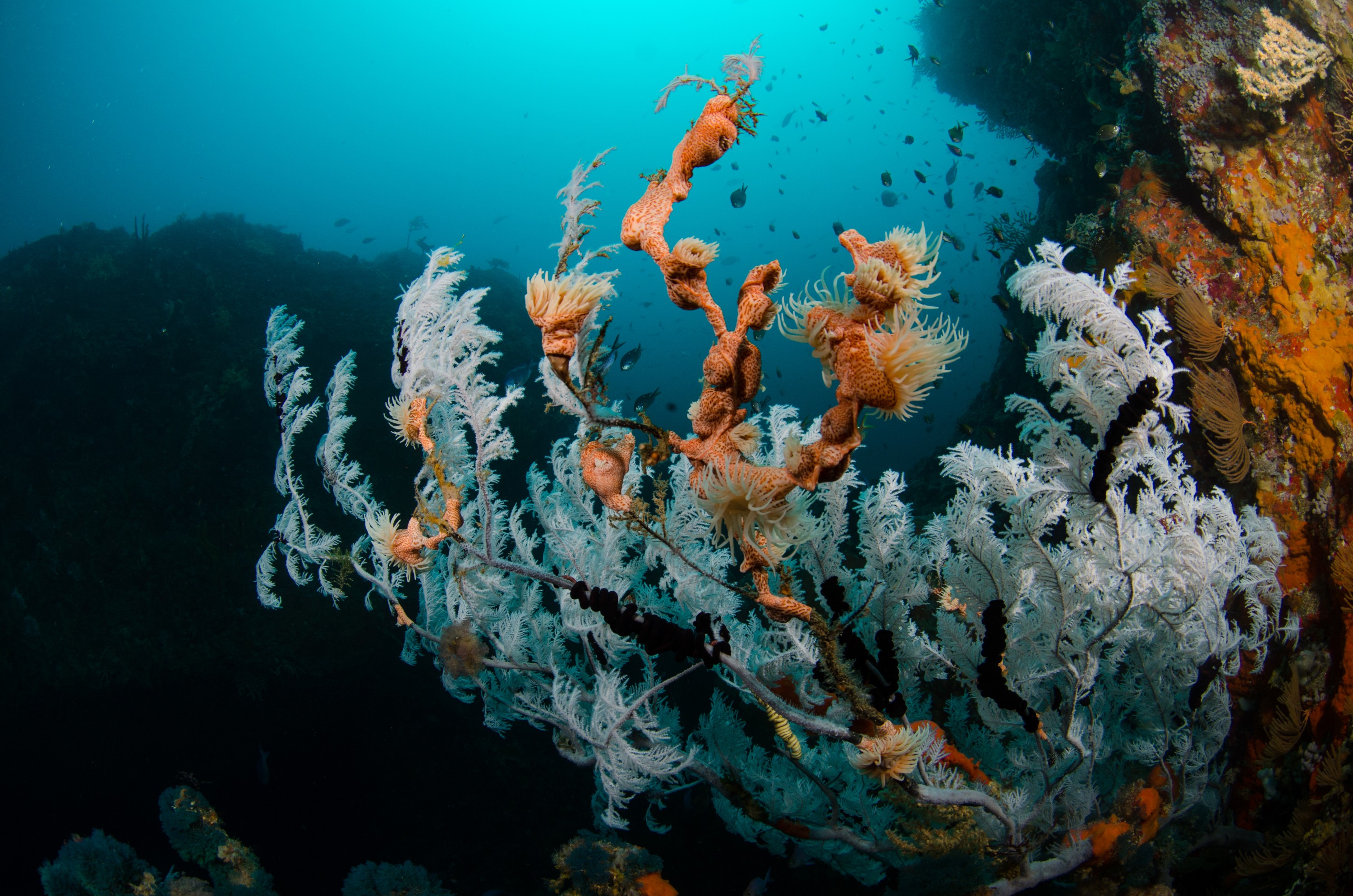 DSC_9351 – Antipathella, Poor, black coral, crispin, knights, leopard anemone, marine, new, northland, nz, reserve, zealand, JAN17