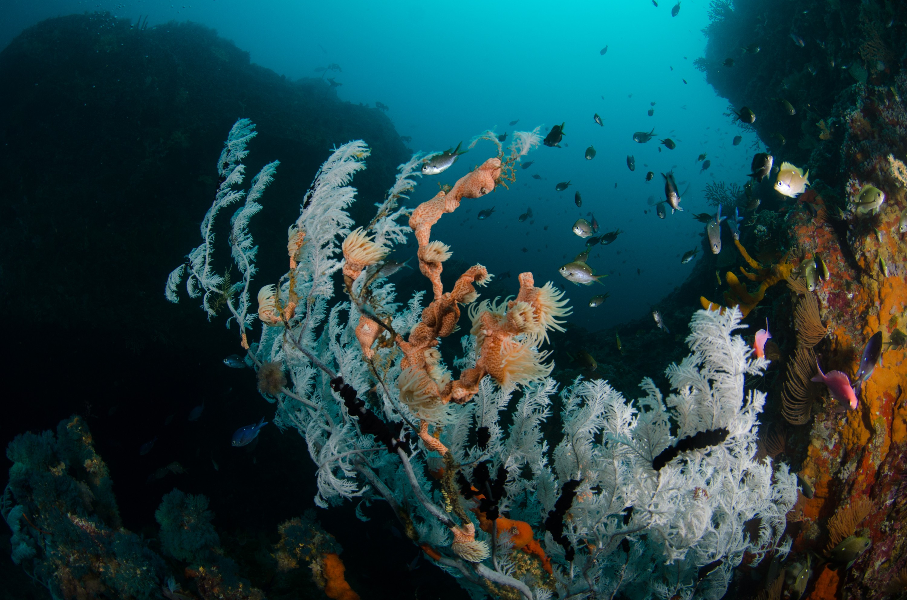 DSC_9354 – Antipathella, Poor, black coral, crispin, knights, leopard anemone, marine, new, northland, nz, reserve, zealand, JAN17