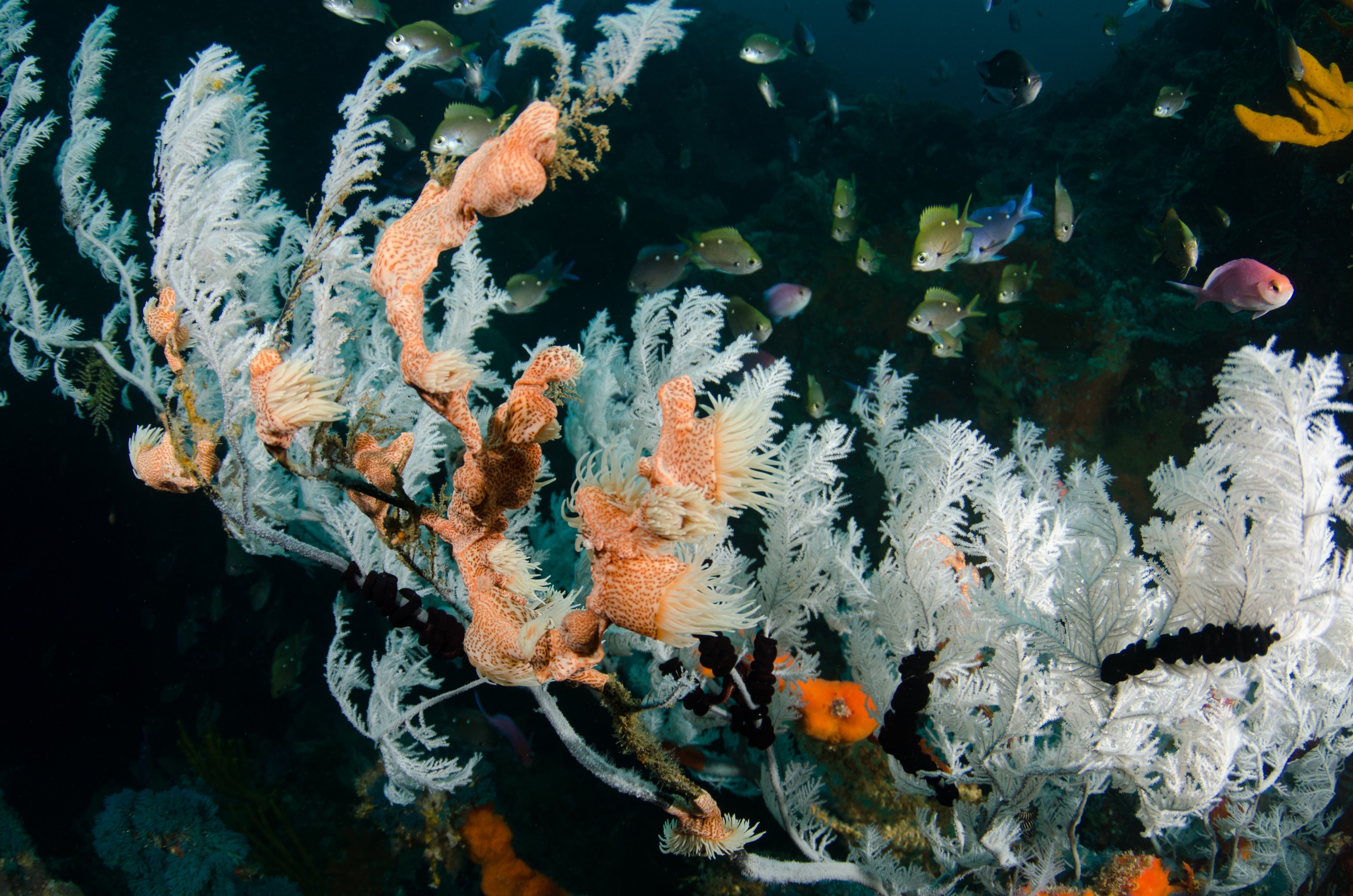 DSC_9358 – Antipathella, Poor, black coral, crispin, knights, leopard anemone, marine, new, northland, nz, reserve, zealand, JAN17