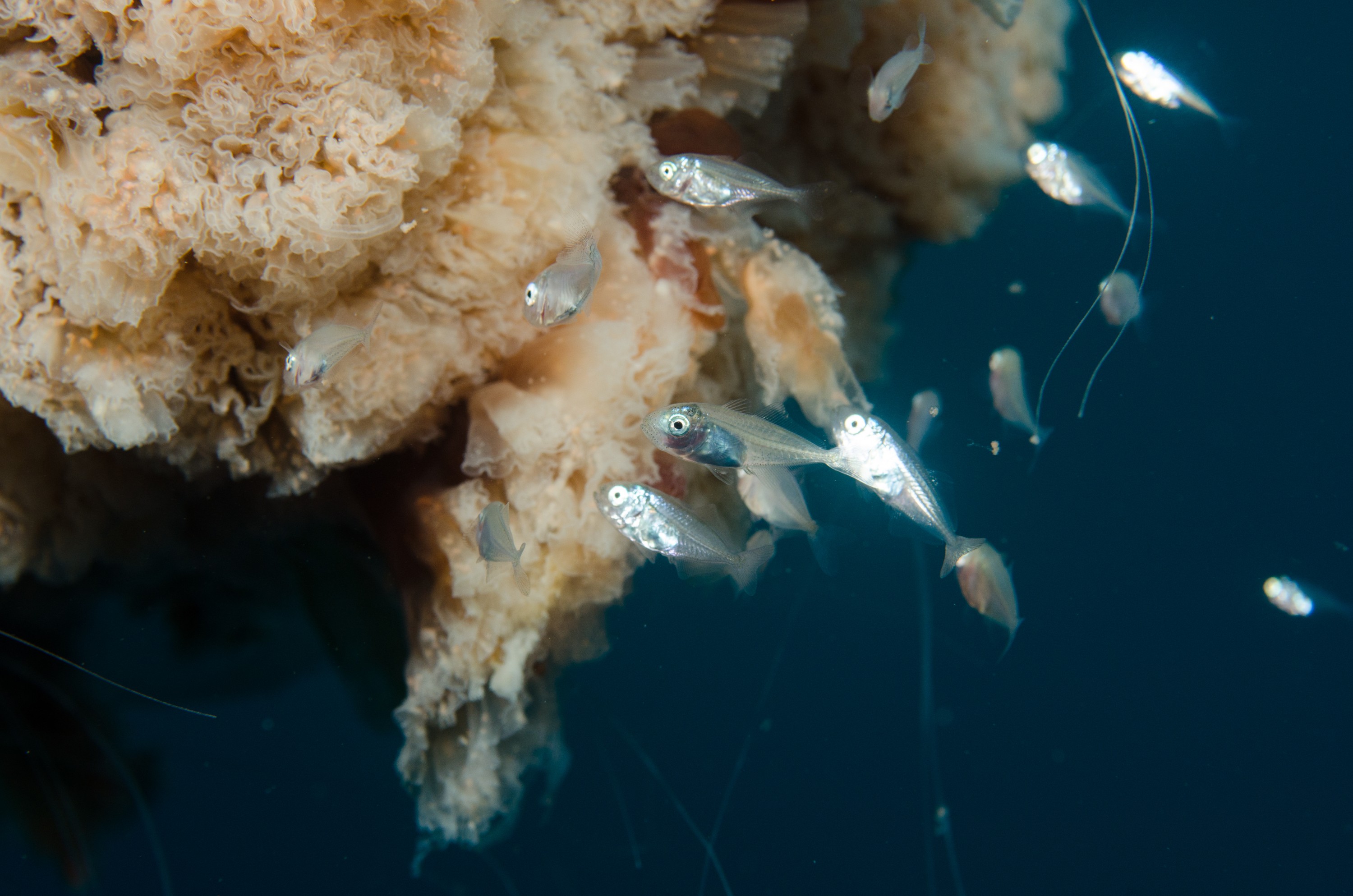 DSC_9416 – Cyanea, Jellyfish, Lion's, Lions, Lionsmane, Mane, Poor, crispin, jelly, knights, marine, new, northland, nz, reserve, zealand, JAN17