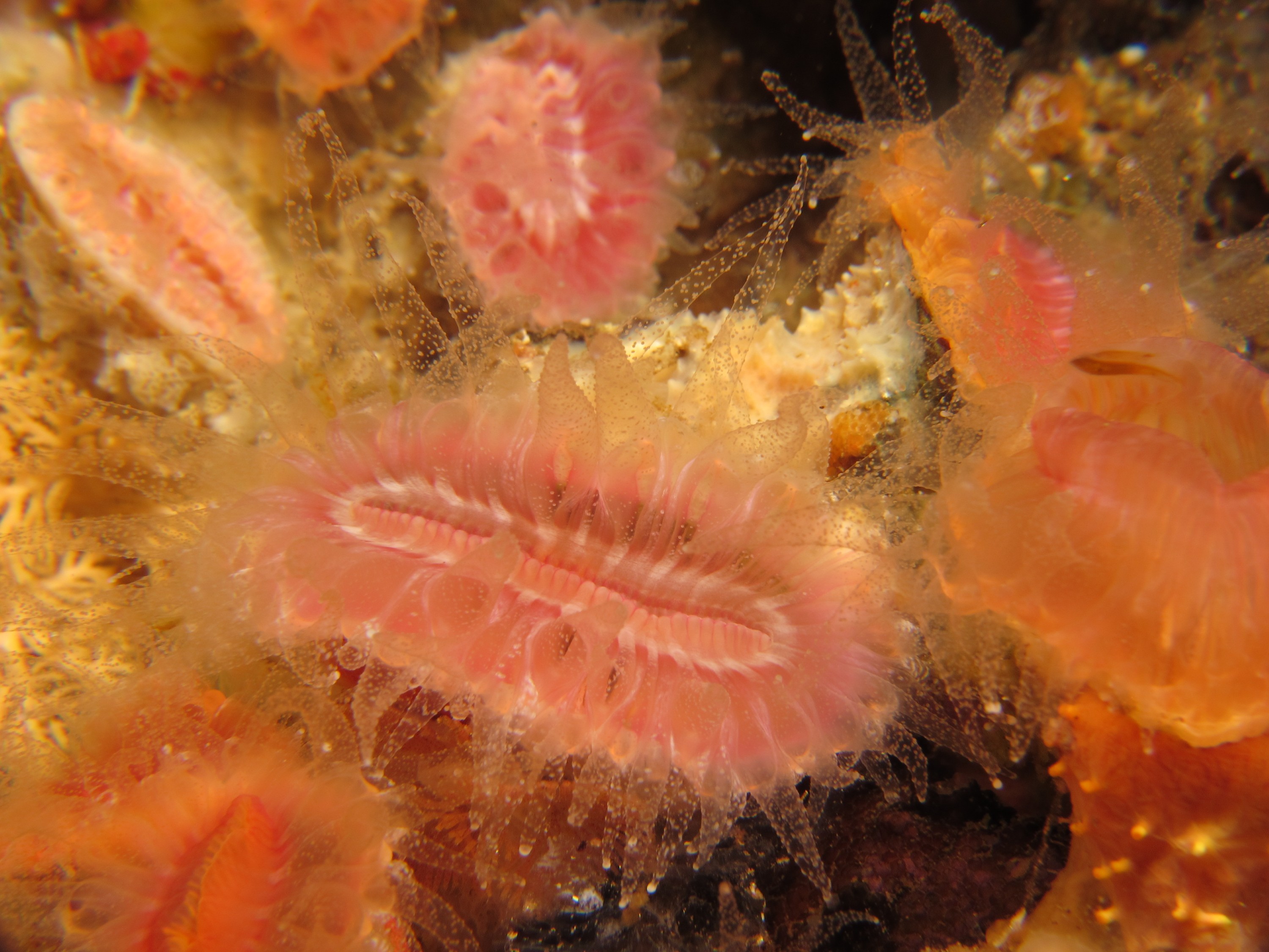 IMG_0795 – crispin, nz, new, zealand, new zealand, aug16_cm, Solitary, Hard, Coral, Monomyces, rubrum,