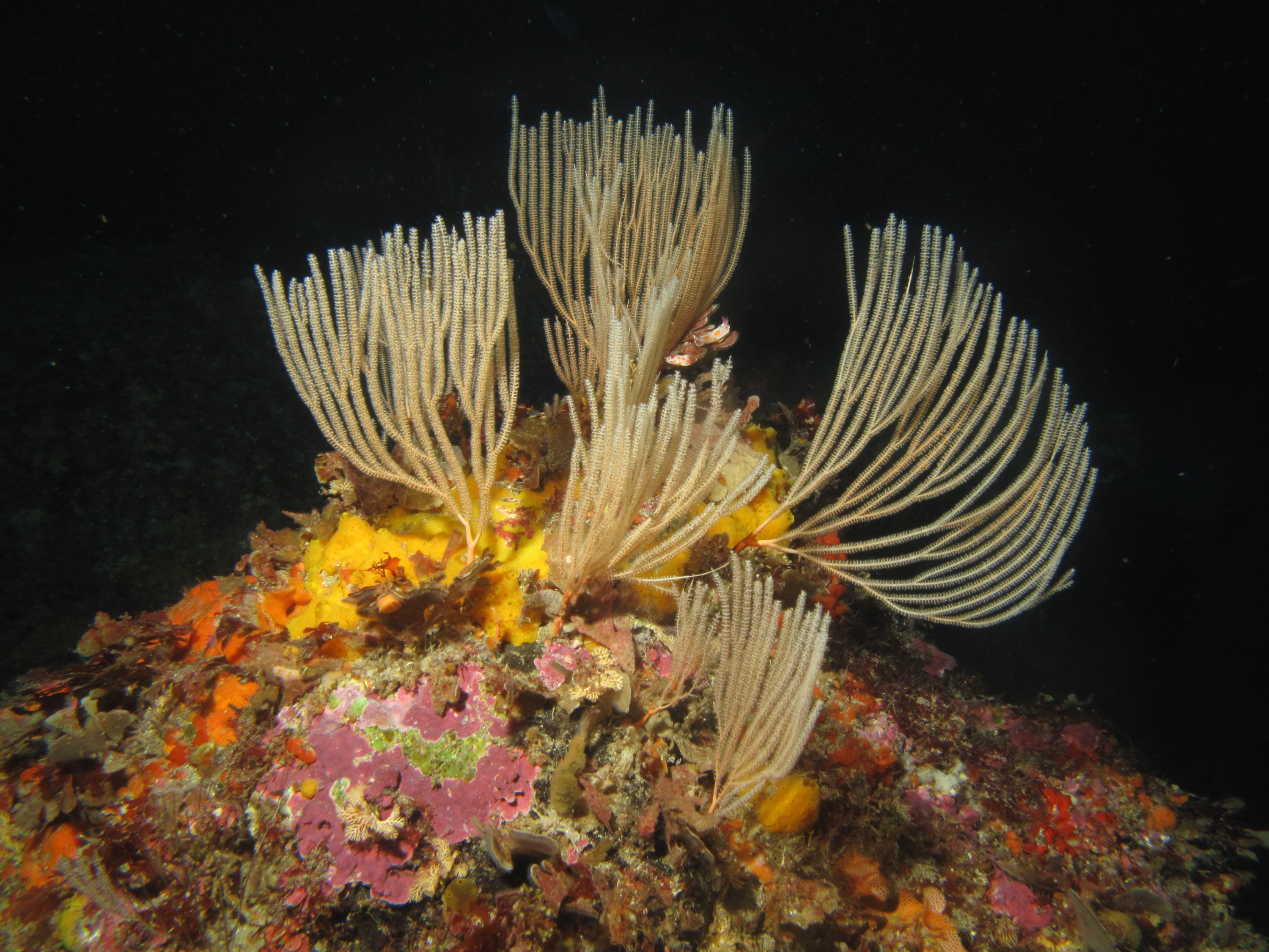 IMG_5884 – crispin, nz, new, zealand, new zealand, aug16_cm, Primnoides, gorgonian, fans,