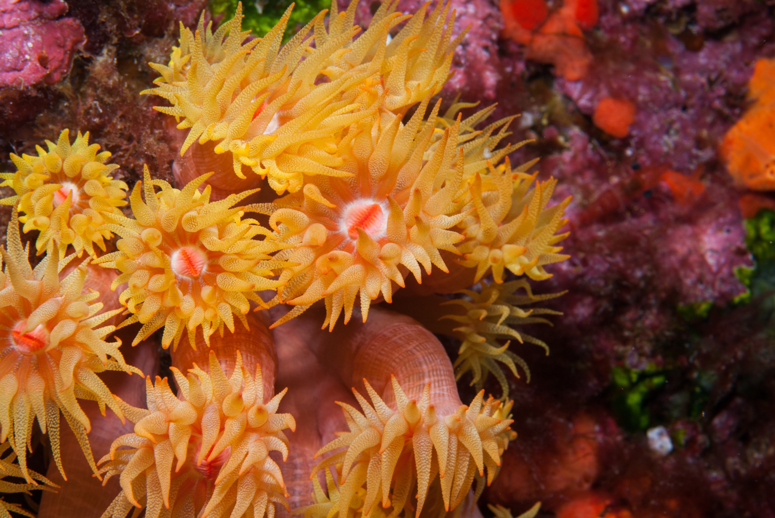 _JFG2710 – kermadec, islands, kermadecs, dive, images, remote, doc, sub tropical, subtropical, sub-tropical, marine, reserve, expedition, lust for rust, mesley, crispin, nz, new, zealand, new zealand, Unknown, Anemone,  Dendrophyllia, crispin, Kermadecs 13,