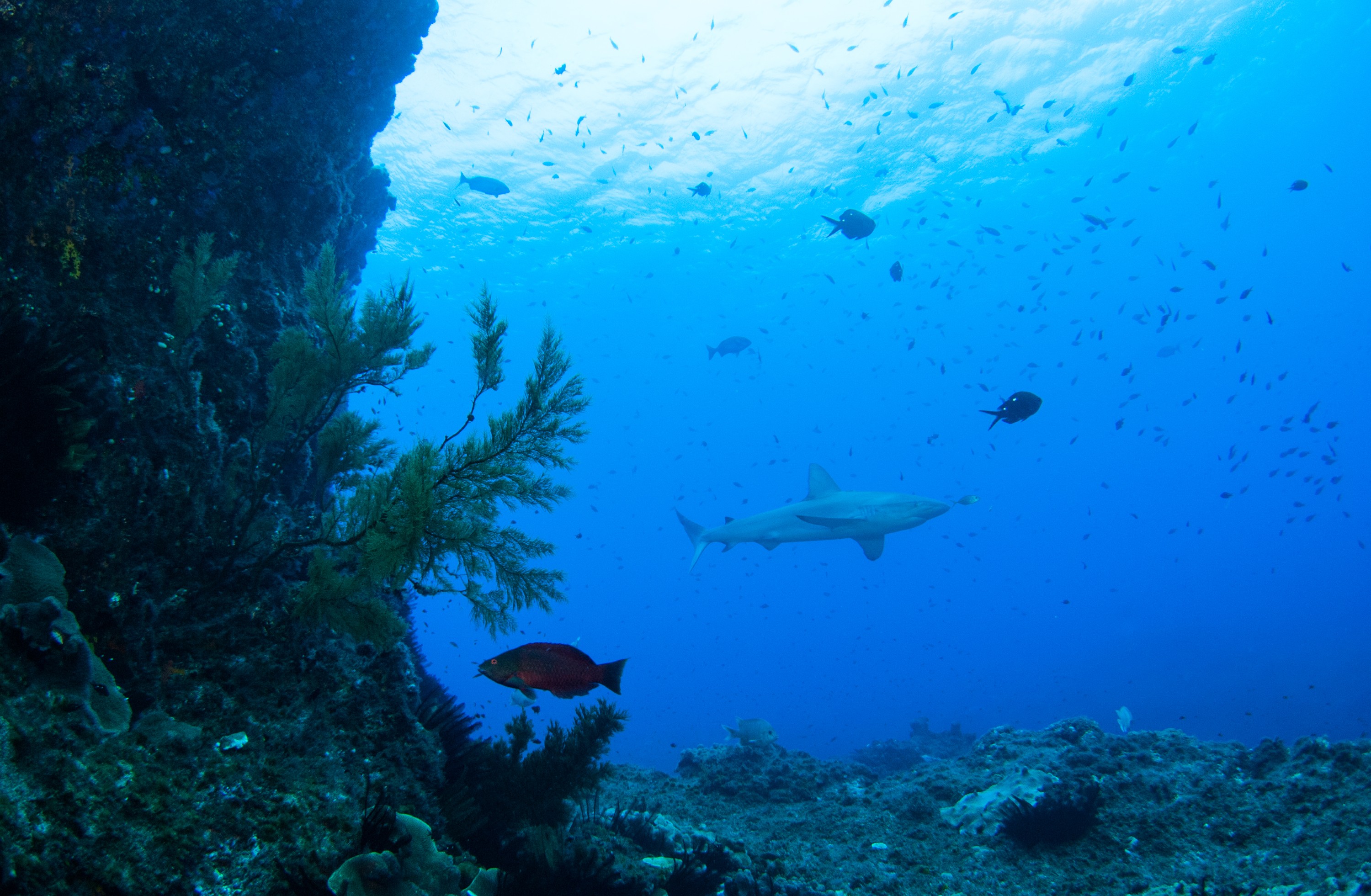 _JFG3088 – kermadec, islands, kermadecs, dive, images, remote, doc, sub tropical, subtropical, sub-tropical, marine, reserve, expedition, lust for rust, mesley, crispin, nz, new, zealand, new zealand, Galapagos, Shark, Carcharhinus, galapagensis, crispin, Kermadecs 13,