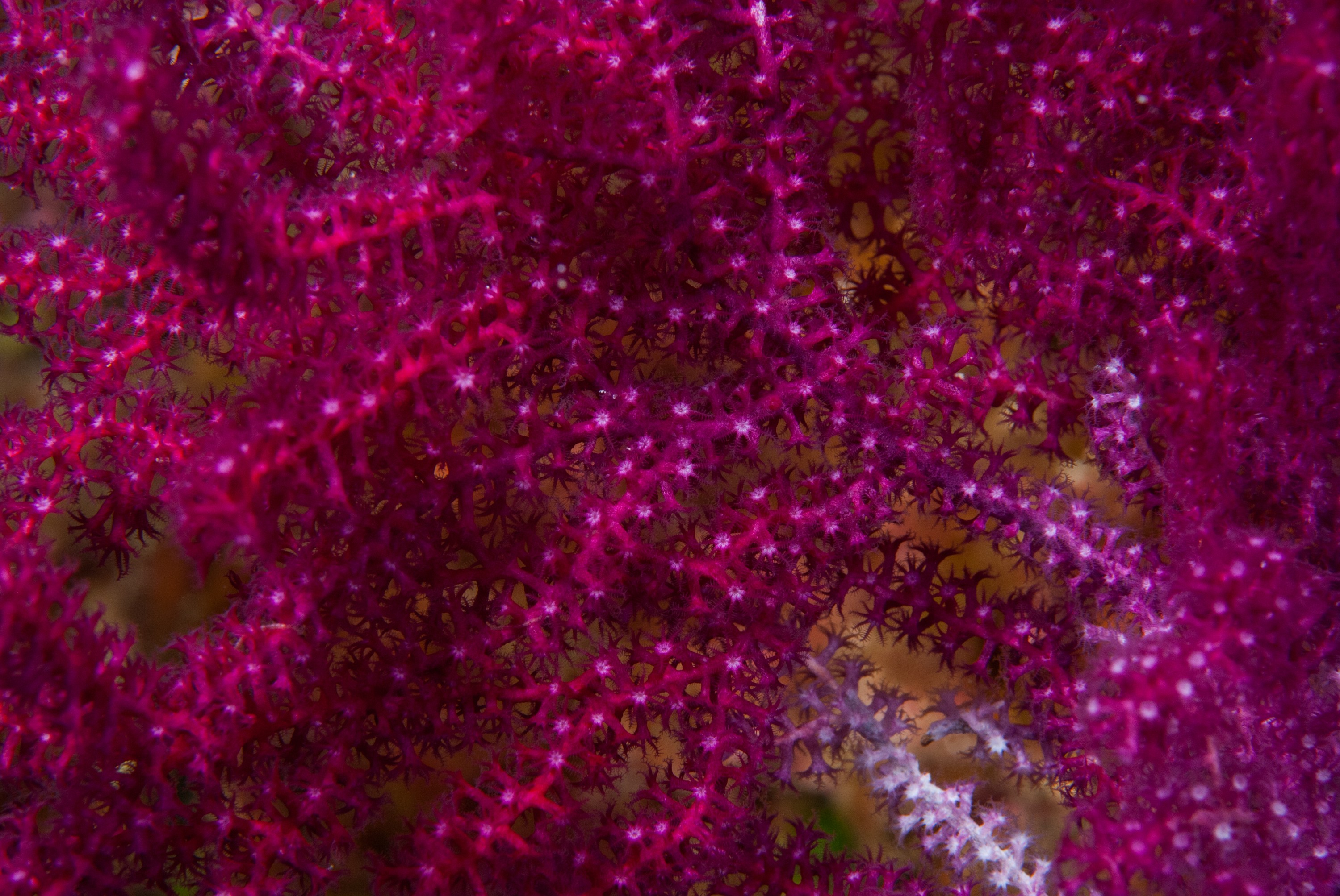 _JFG3483 – kermadec, islands, kermadecs, dive, images, remote, doc, sub tropical, subtropical, sub-tropical, marine, reserve, expedition, lust for rust, mesley, crispin, nz, new, zealand, new zealand, crispin, Kermadecs 13, Gorgonian, Fan, Unknown, coral,