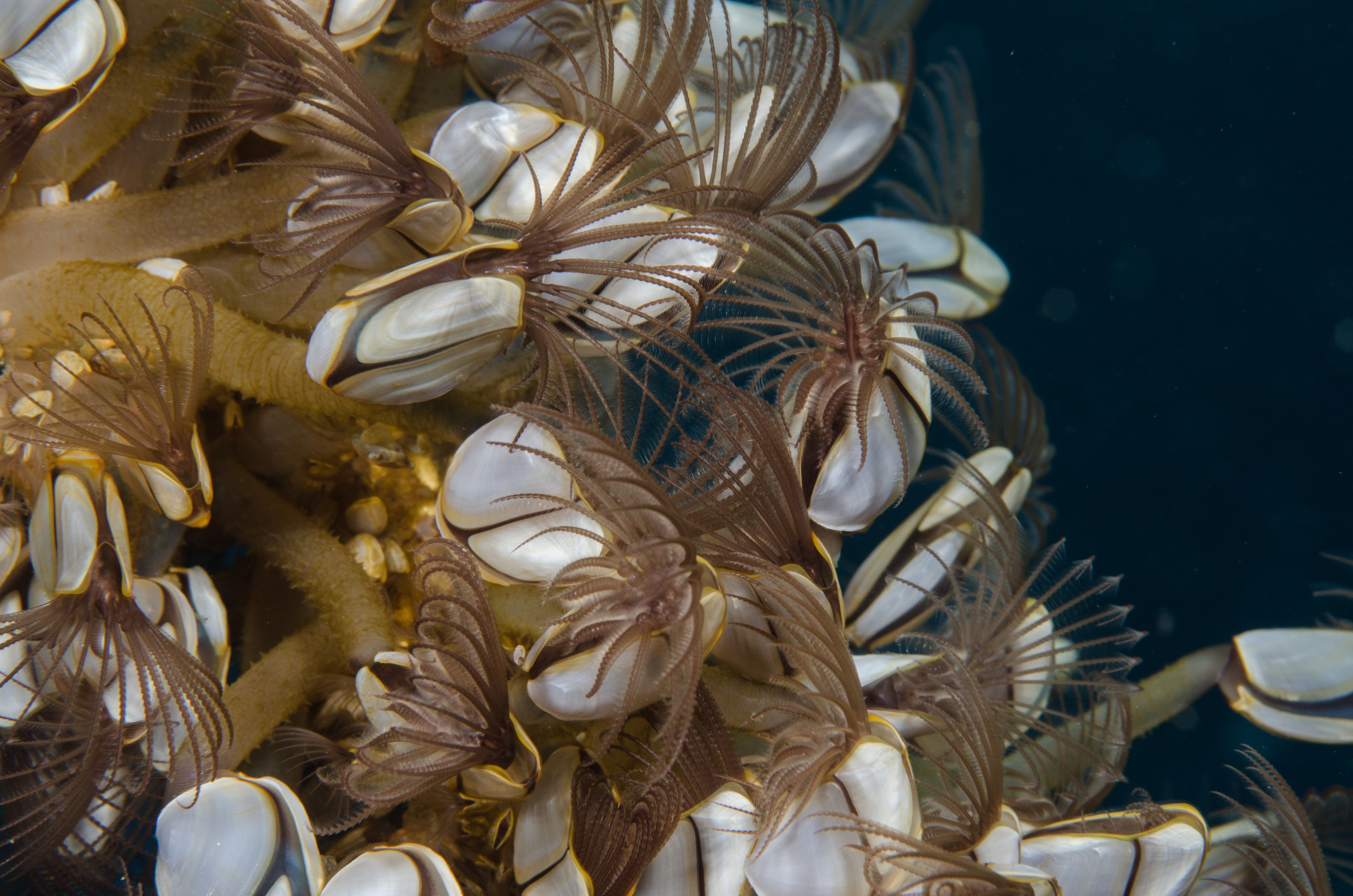 DSC_0105 – new, zealand, new zealand, nz, crispin, Goose, Neck, Barnacles, Lepas, blue, water, flotsam, pelagic,