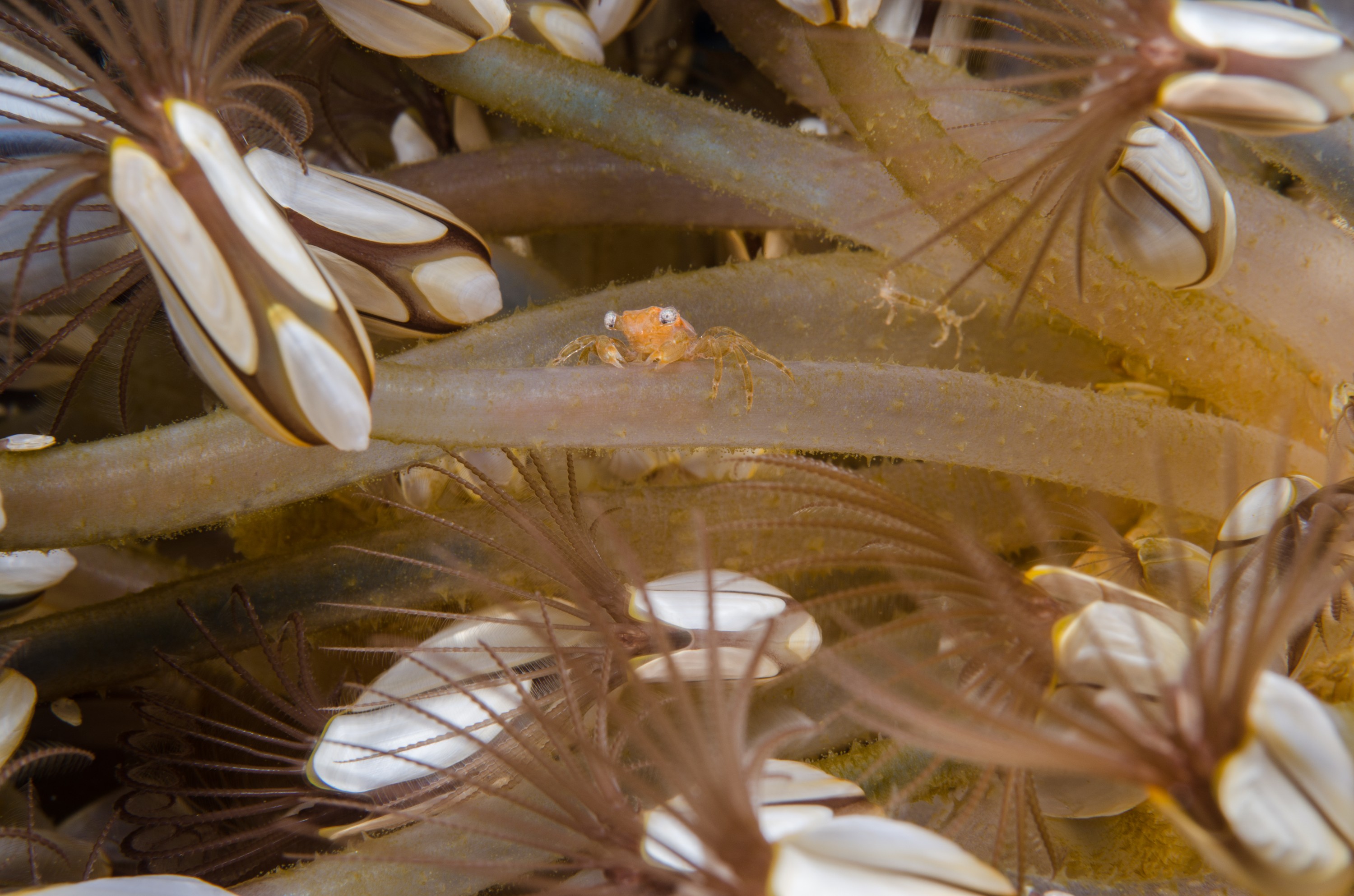 DSC_0117 – new, zealand, new zealand, nz, crispin, Goose, Neck, Barnacles, Lepas, blue, water, flotsam, pelagic,