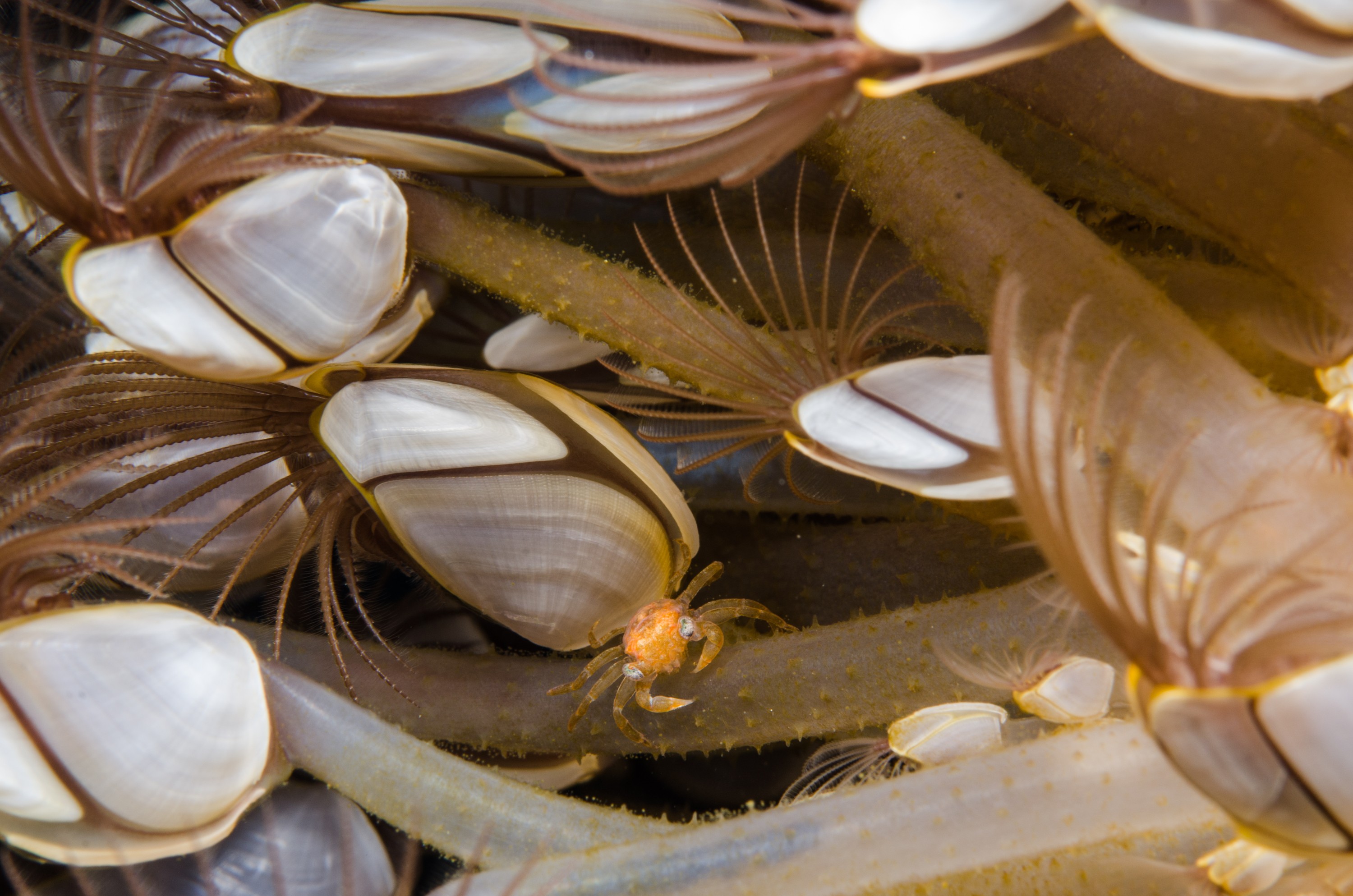 DSC_0145 – new, zealand, new zealand, nz, crispin, Goose, Neck, Barnacles, Lepas, blue, water, flotsam, pelagic,