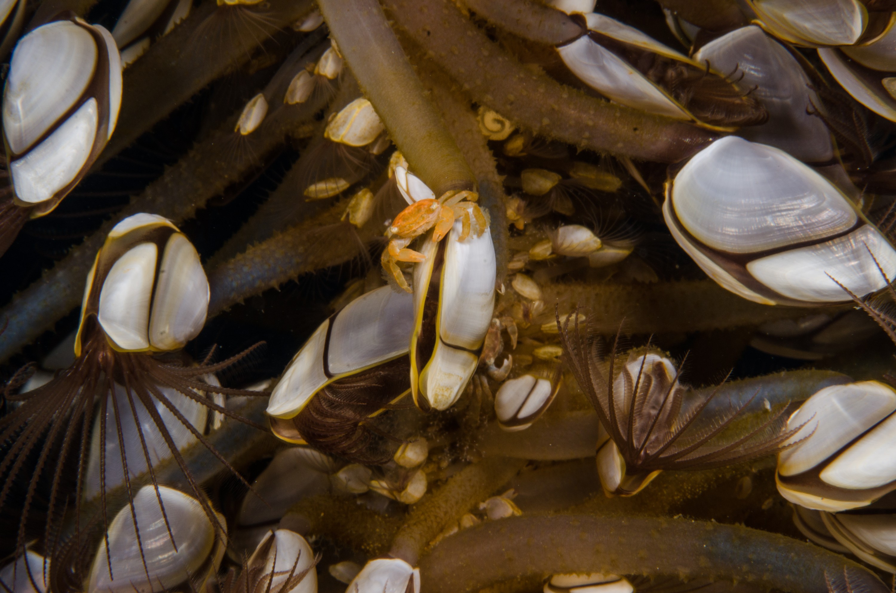 DSC_0180 – new, zealand, new zealand, nz, crispin, Goose, Neck, Barnacles, Lepas, blue, water, flotsam, pelagic,