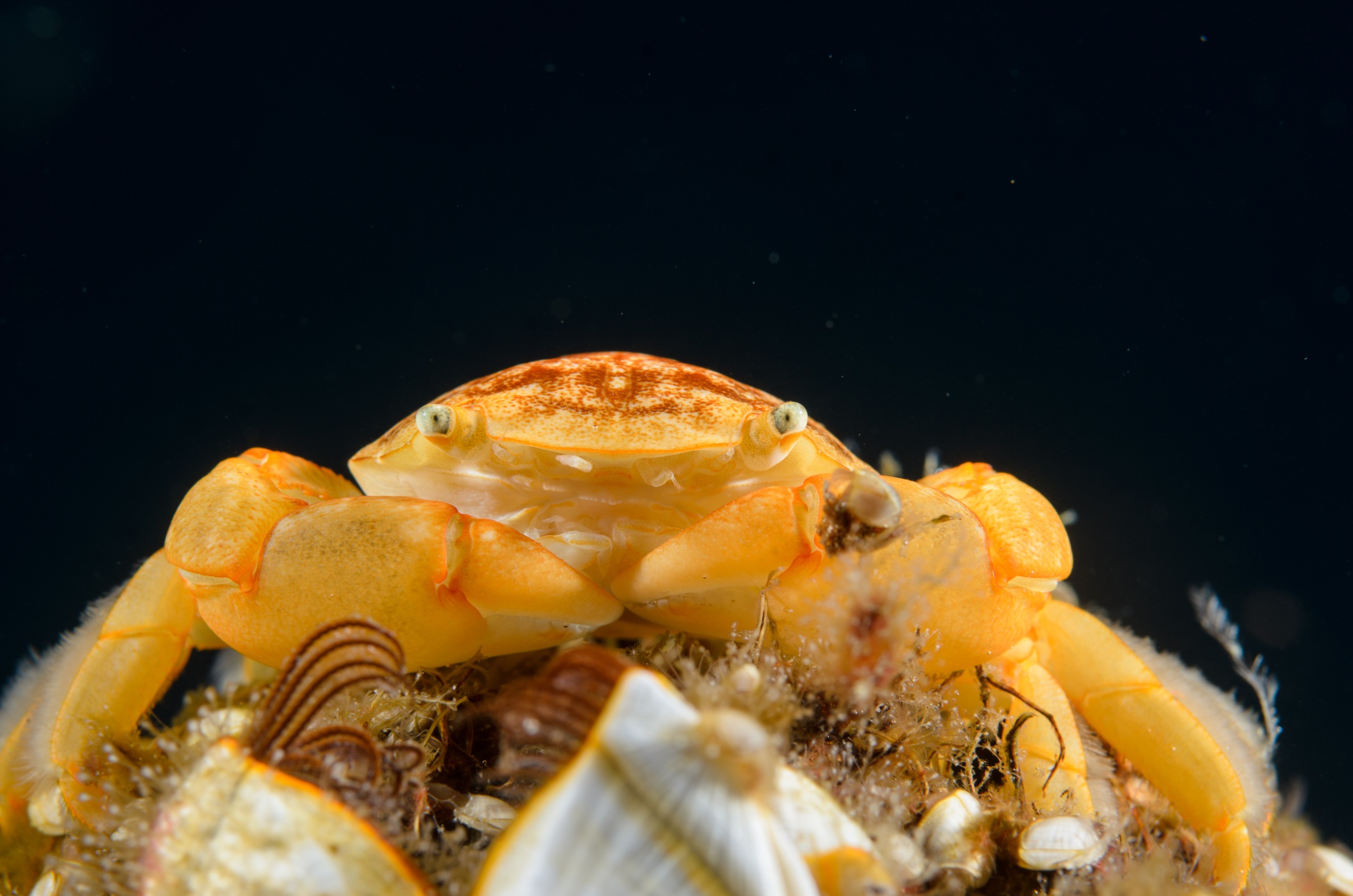 DSC_1451 – Underwater, Pelagic, Crab, Planes, major, Flotsam, Poor, Knights, Marine, Reserve, Orange, Crispin, marine, new zealand, zealand, new, nz, gooseneck, goose, neck, barnacle