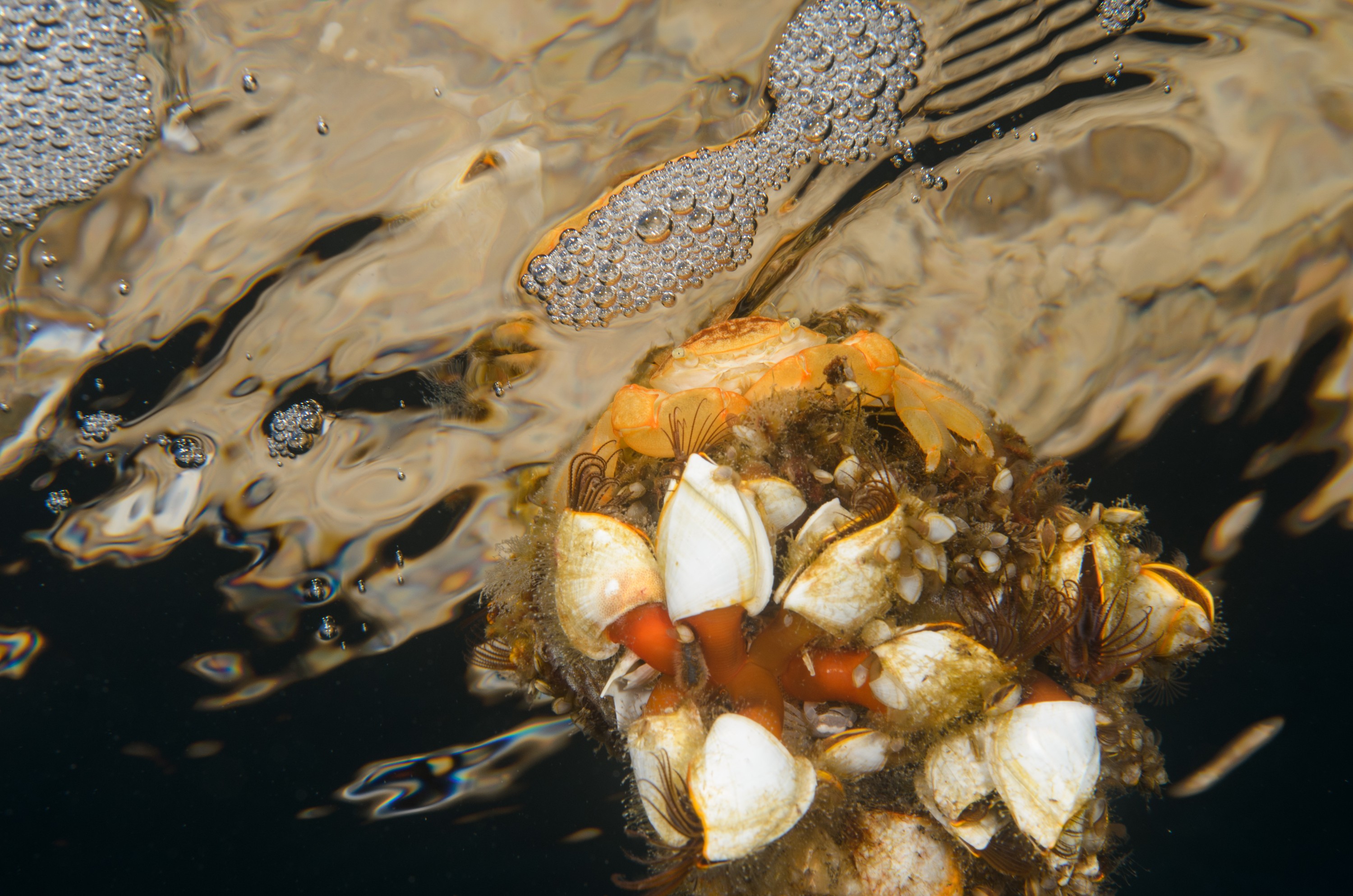DSC_1487 – Underwater, Pelagic, Crab, Planes, major, Flotsam, Poor, Knights, Marine, Reserve, Orange, Crispin, marine, new zealand, zealand, new, nz, gooseneck, goose, neck, barnacle