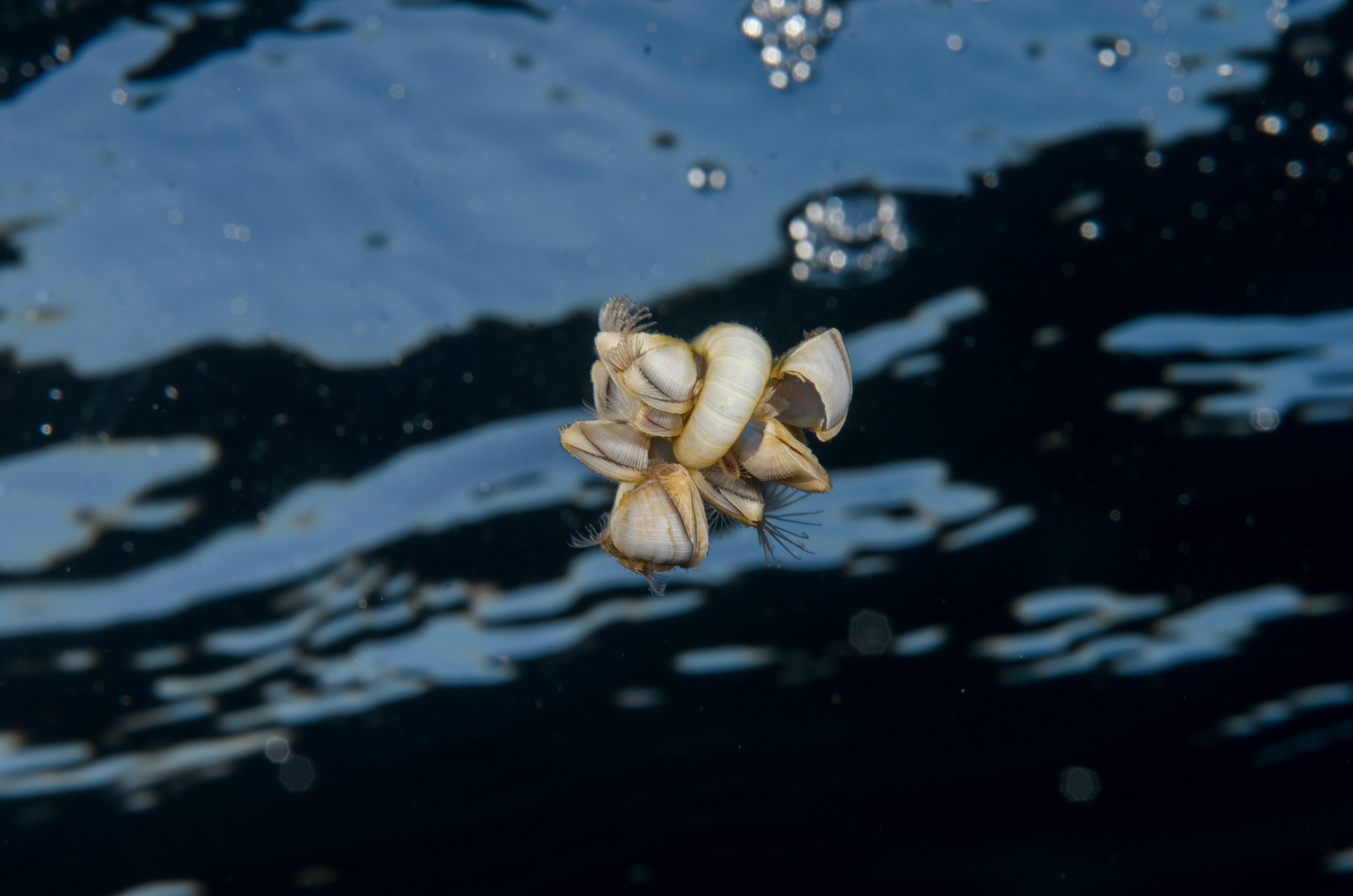 DSC_1516 – Goose, Neck, Barnacles, squid
