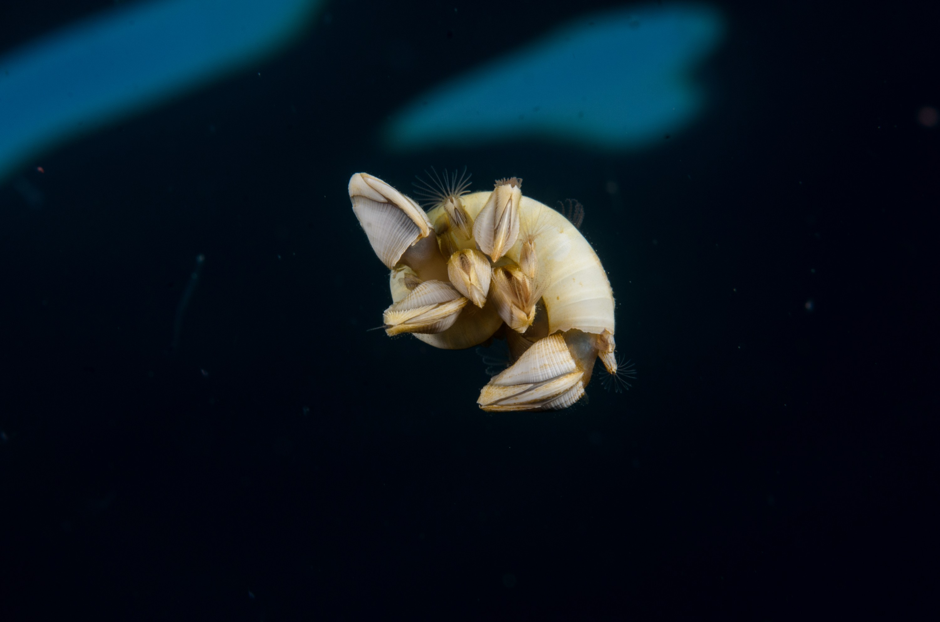 DSC_1550 – Goose, Neck, Barnacles, squid