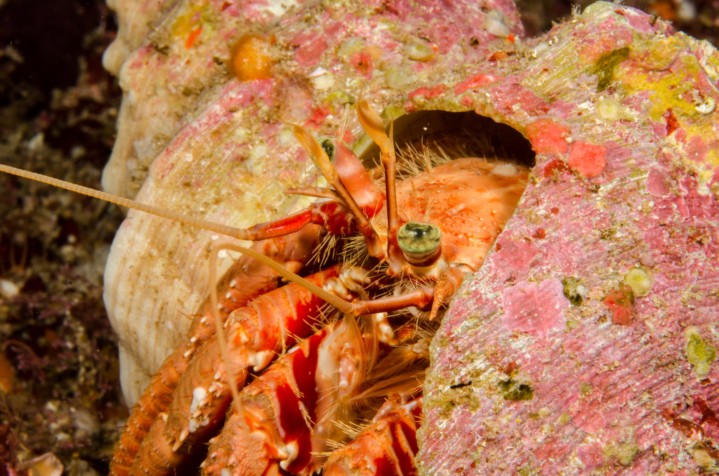 DSC_1701 – new, zealand, new zealand, nz, crispin, poor, knights, marine, reserve, hermit, crab, unknown