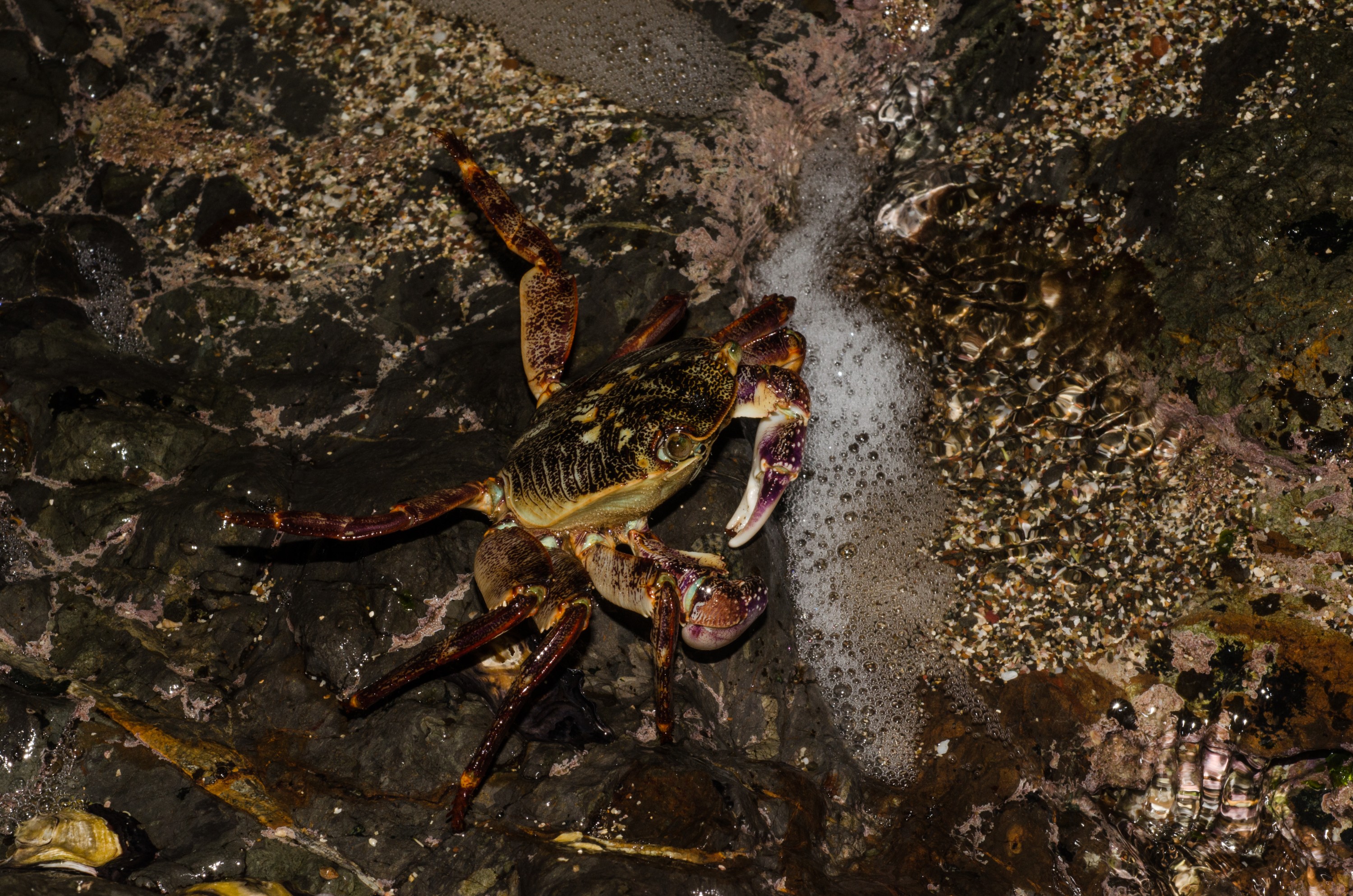 DSC_1754 – crispin, nz, new, zealand, new zealand, Purple, Rock, Crab, Leptograpsus, variegatus,