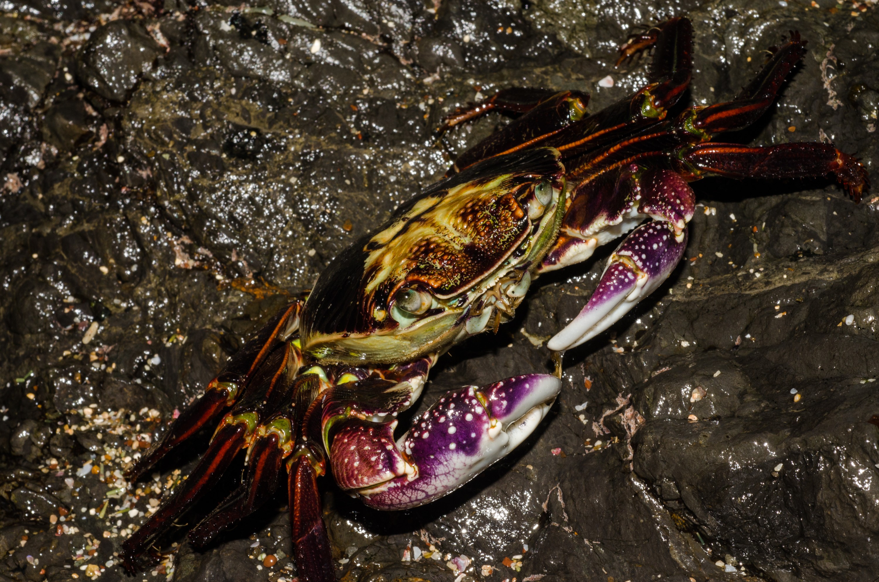 DSC_1760 – crispin, nz, new, zealand, new zealand, Purple, Rock, Crab, Leptograpsus, variegatus,