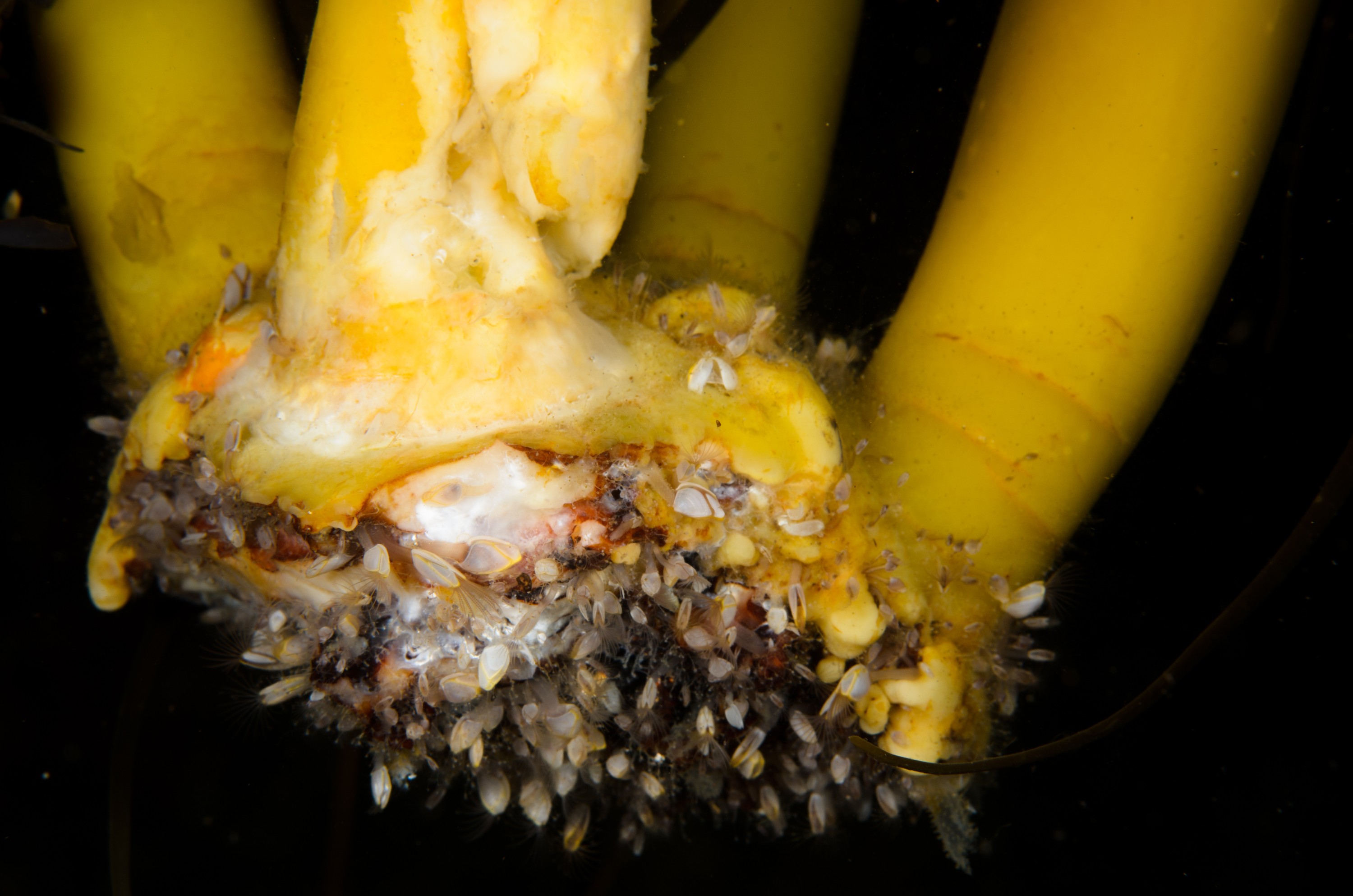 DSC_2309 – crispin, nz, new, zealand, new zealand, aug16_cm, Gooseneck, goose, neck, barnacles