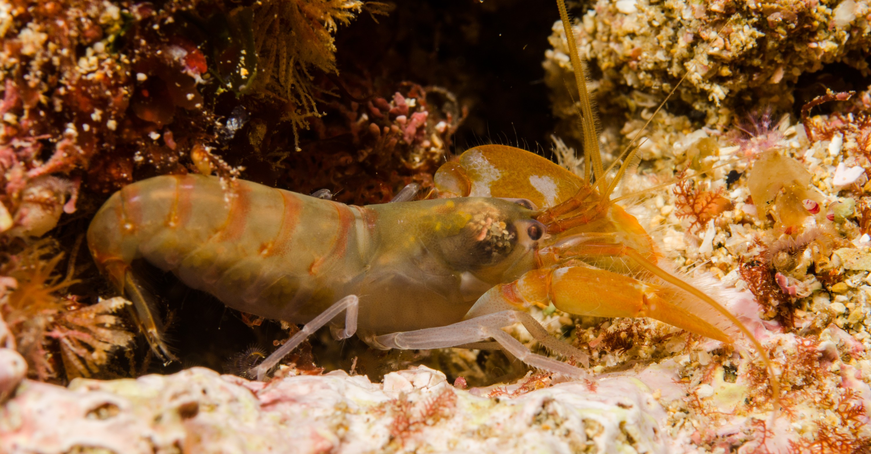 DSC_3346 – crispin, nz, new, zealand, new zealand, poor, knights, marine, reserve, shrimp, unknown