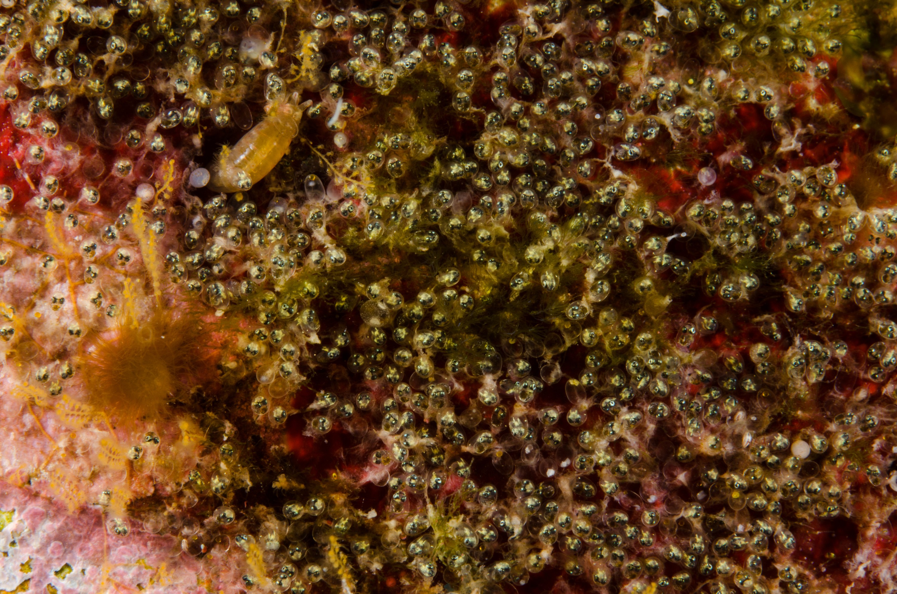 DSC_4505 – Underwater, black, angelfish, eggs, scalyfin, Parma, alboscapularis, poor, knights, marine, reserve, Crispin, marine, new zealand, zealand, new, nz,