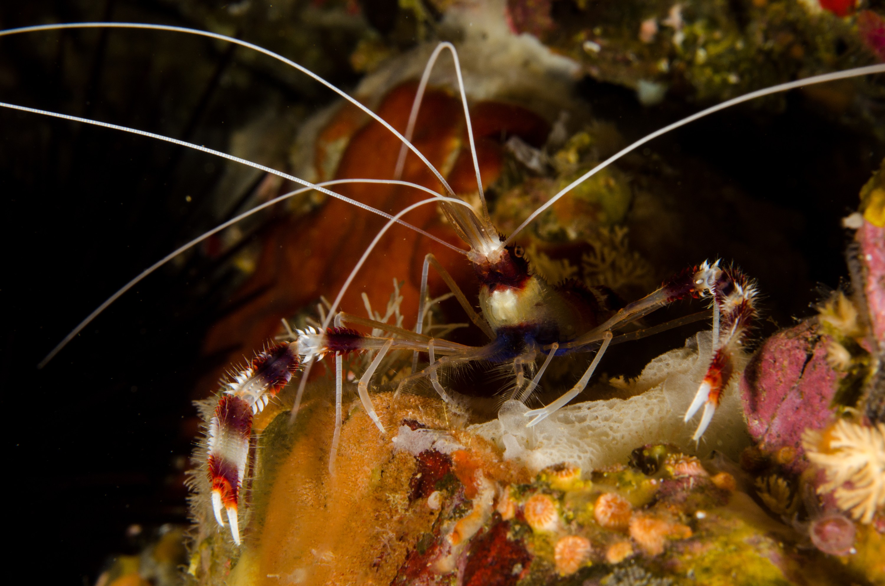 DSC_6392 – crispin, nz, new zealand, new, zealand, poor, knights, marine, reserve, underwater, Banded, Coral, Shrimp, Stenopus, hispidus, red, white, tropical, vagrant