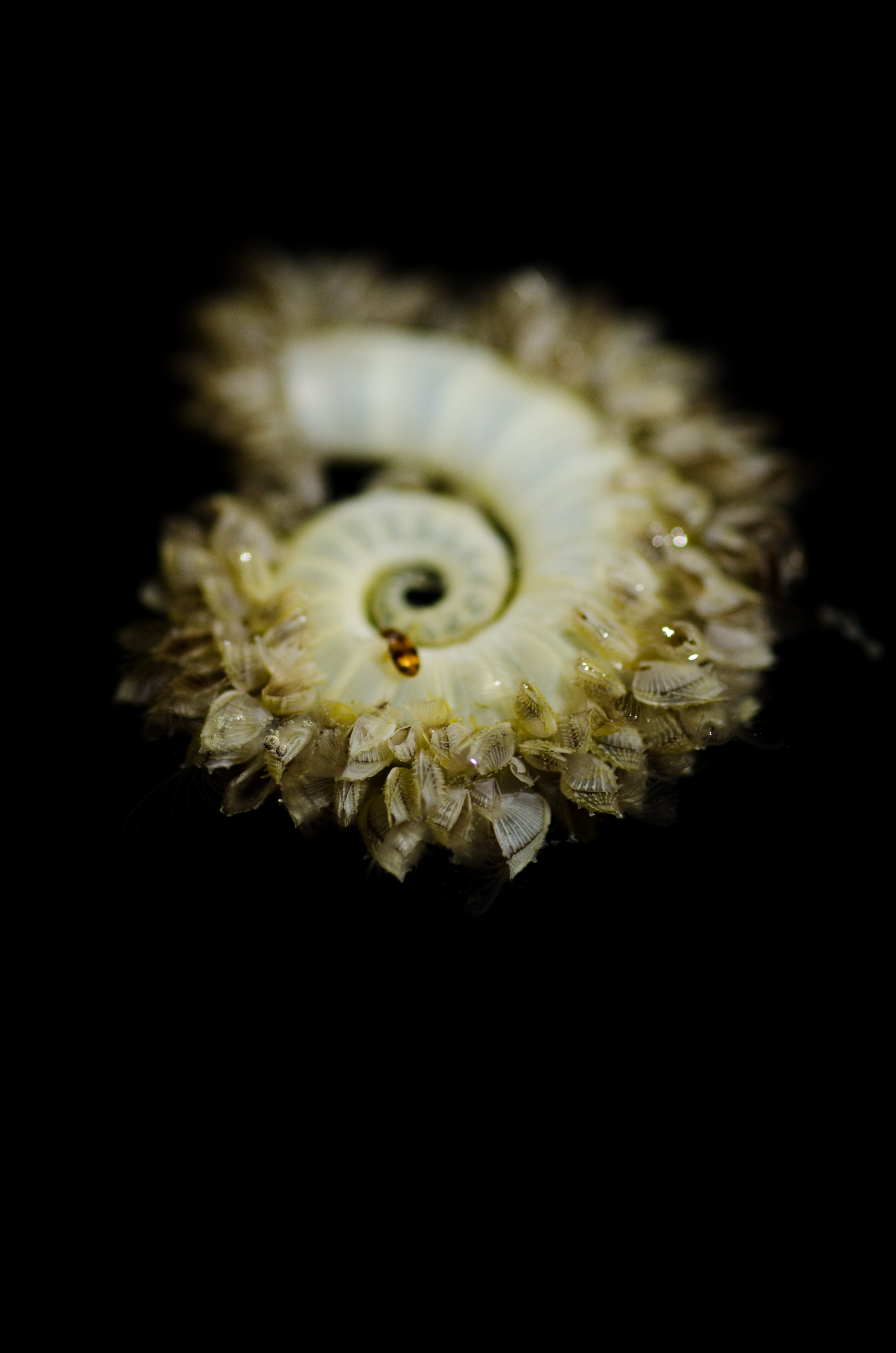 DSC_7208 – Underwater, Spirula, spirula, squid, shell, ramshorn, rams, horn, shell, spiral, barnacles, unknown, Crispin, marine, new zealand, zealand, new, nz,