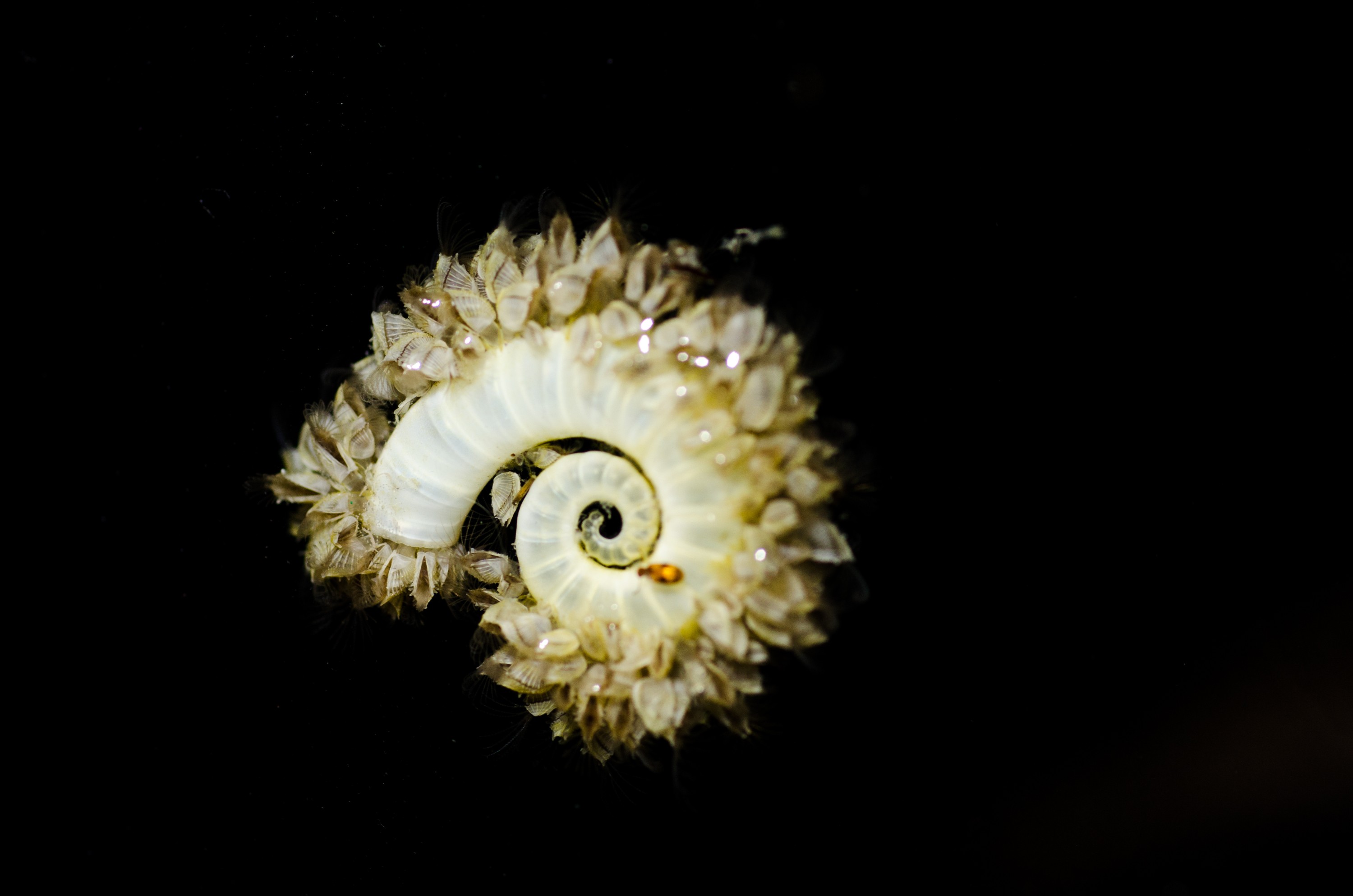 DSC_7212 – Underwater, Spirula, spirula, squid, shell, ramshorn, rams, horn, shell, spiral, barnacles, unknown, Crispin, marine, new zealand, zealand, new, nz,