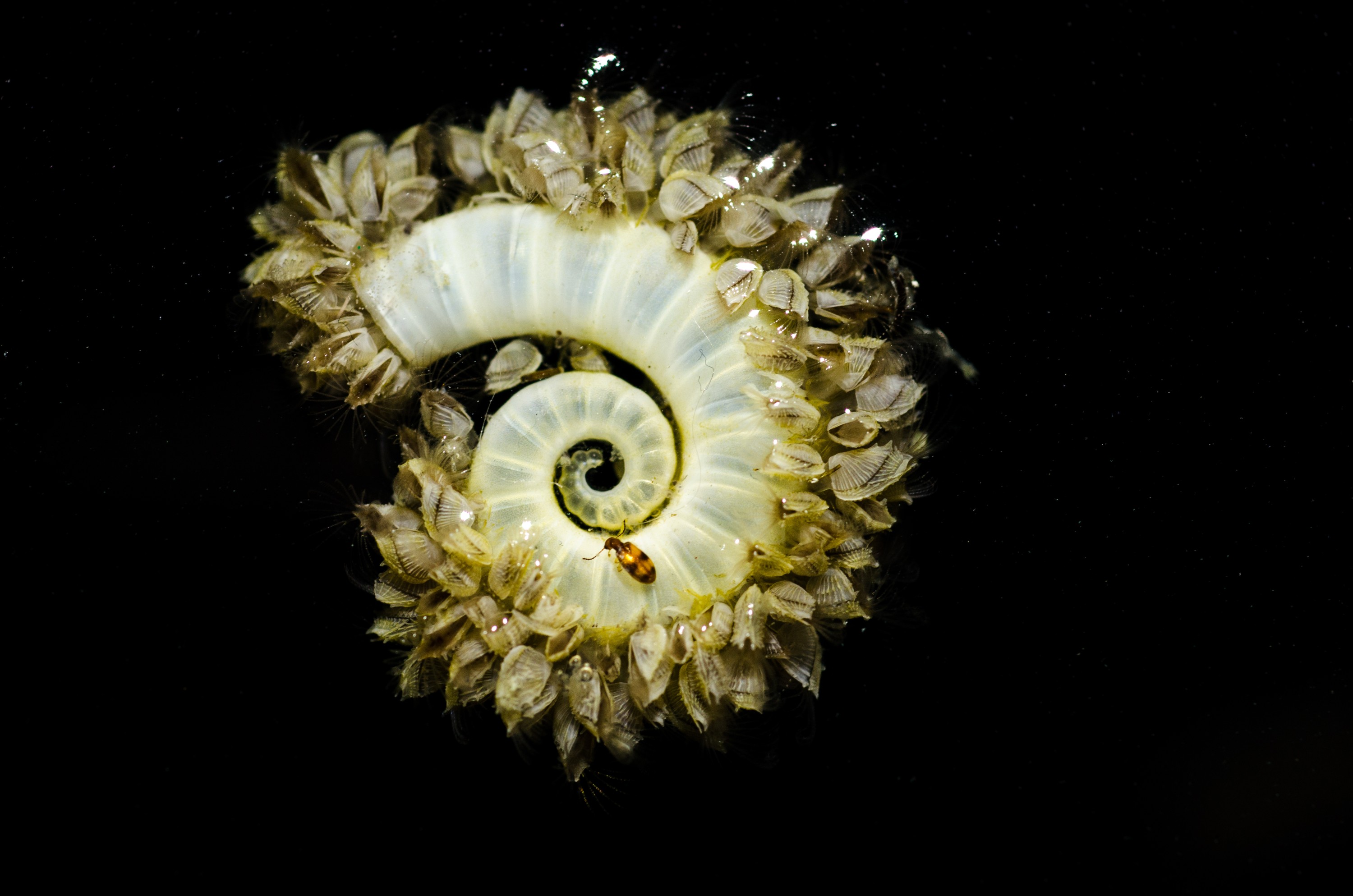 DSC_7216 – Underwater, Spirula, spirula, squid, shell, ramshorn, rams, horn, shell, spiral, barnacles, unknown, Crispin, marine, new zealand, zealand, new, nz,