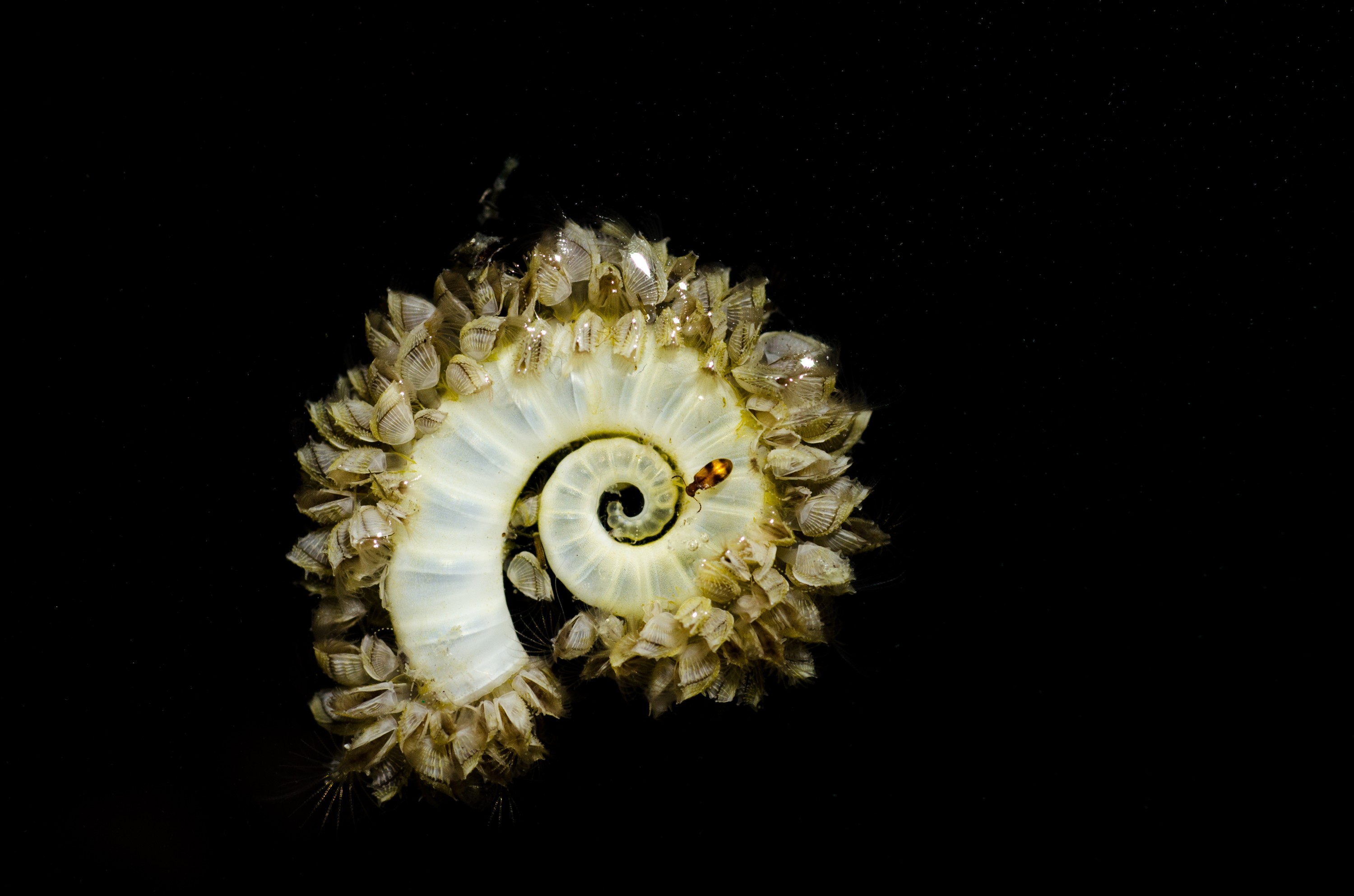 DSC_7226 – Underwater, Spirula, spirula, squid, shell, ramshorn, rams, horn, shell, spiral, barnacles, unknown, Crispin, marine, new zealand, zealand, new, nz,
