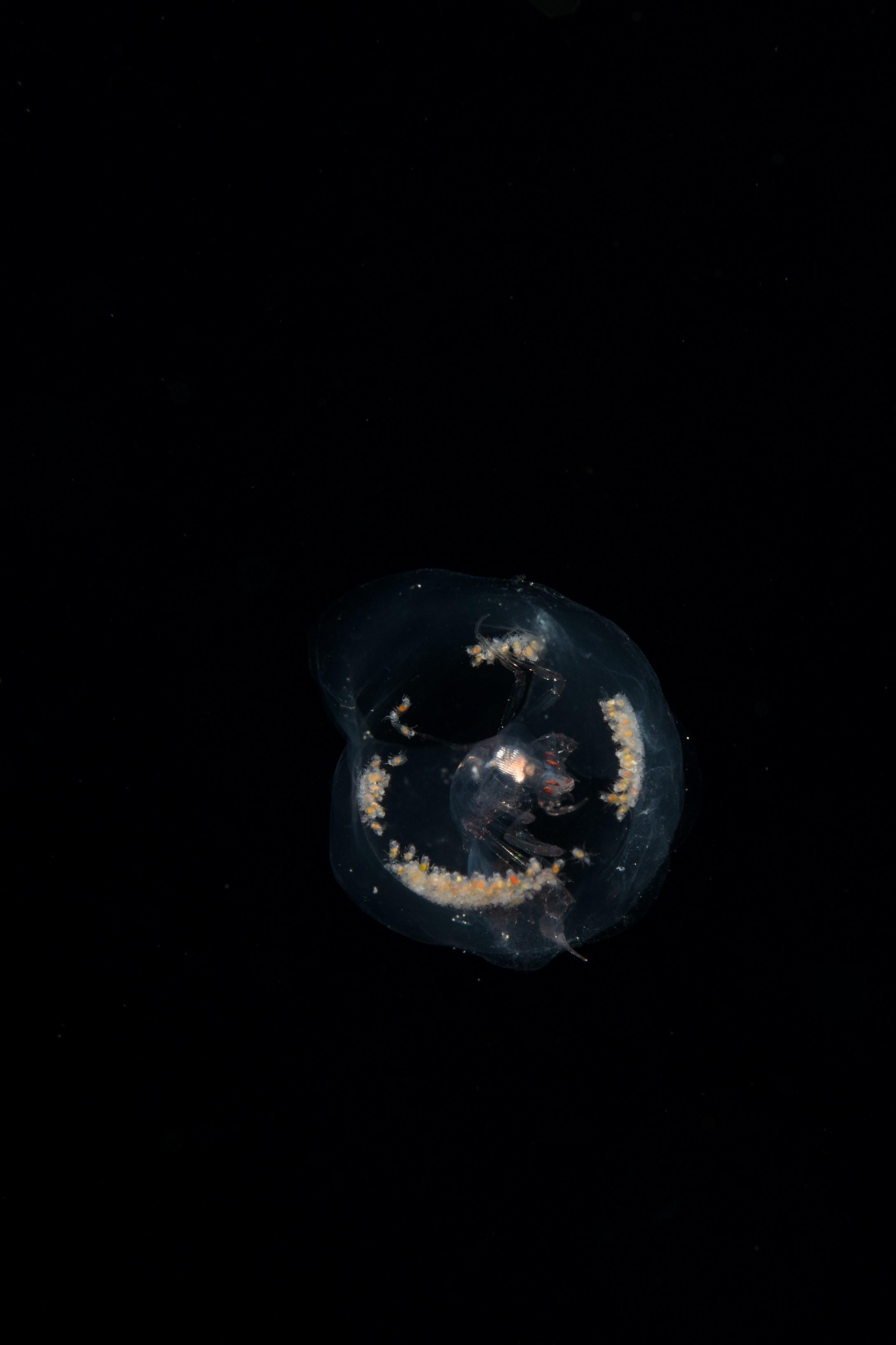 DSC_7884 – Crispin, PKI010916, Phronima, amphipod, freaky, hyperiid, knights, marine, new, nz, pelagic, poor, reserve, salp, sedentaria, underwater, www.seacologynz.com, zealand
