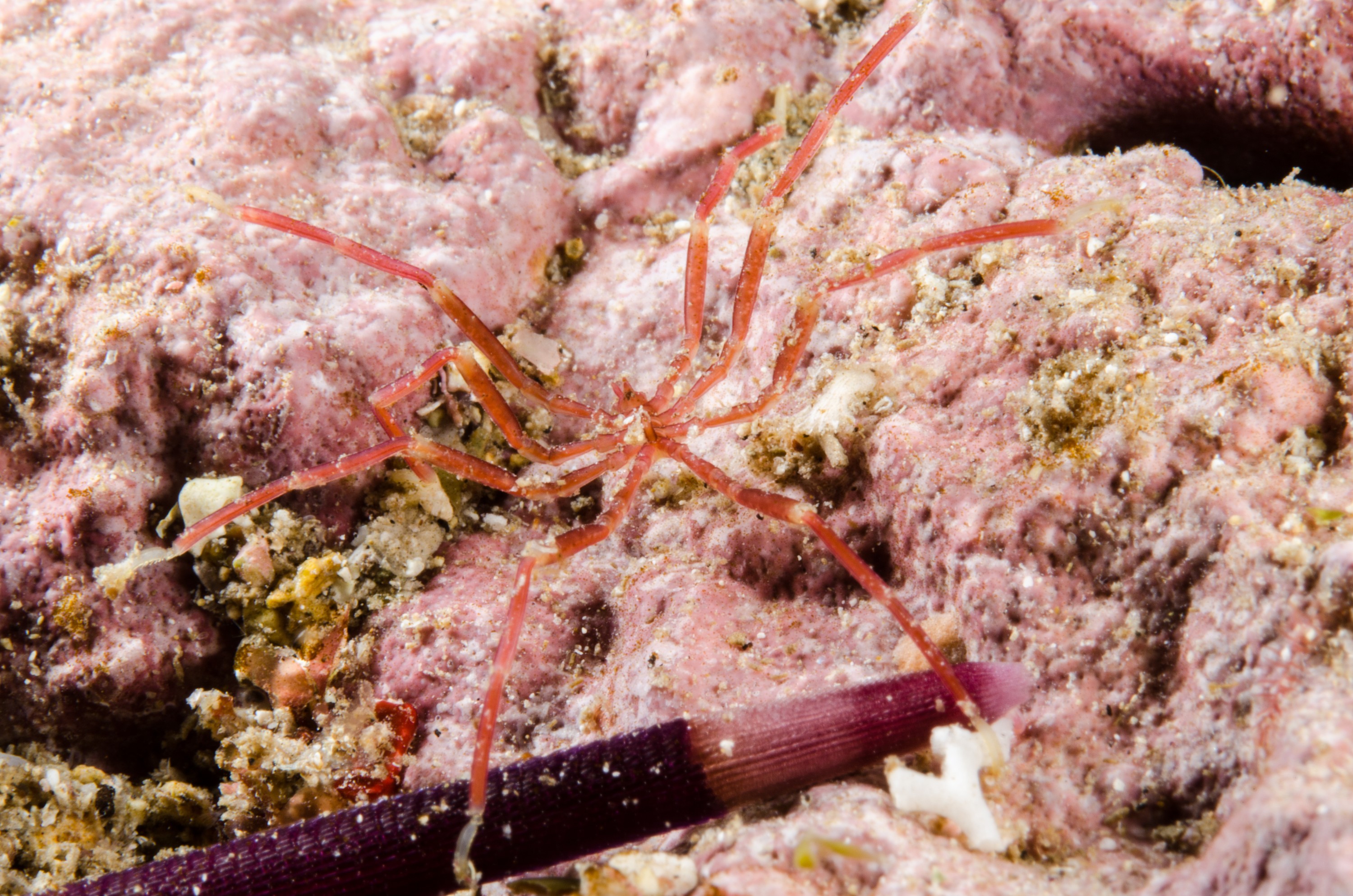 DSC_8158 – Underwater, Sea Spider, Pycnogonid, unknown, night, poor, knights, marine, reserve, Crispin, marine, new zealand, zealand, new, nz,