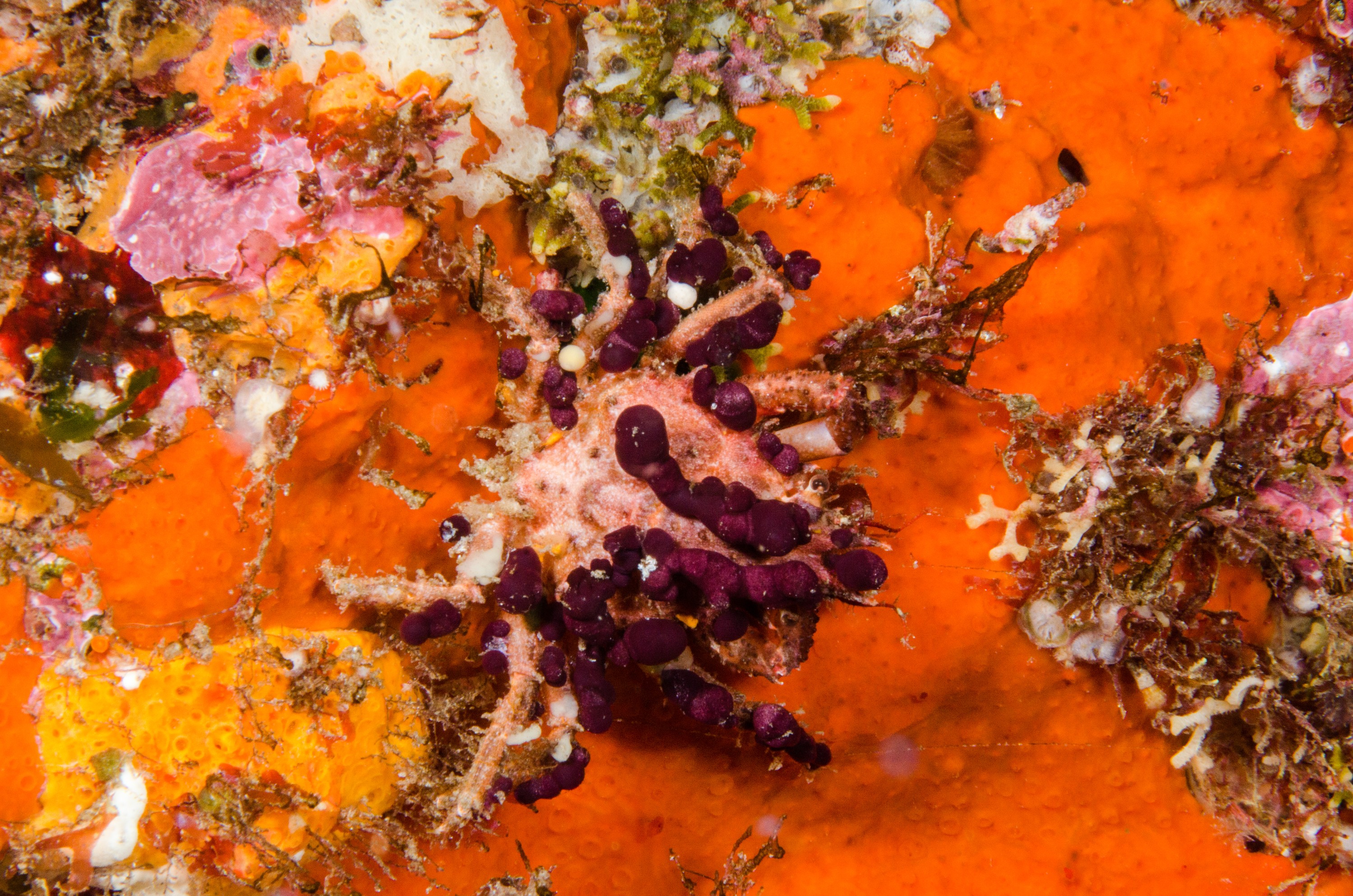 DSC_8168 – Underwater, Decorator, Crab, Unknown, poor, knights, marine, reserve, night, Crispin, marine, new zealand, zealand, new, nz,