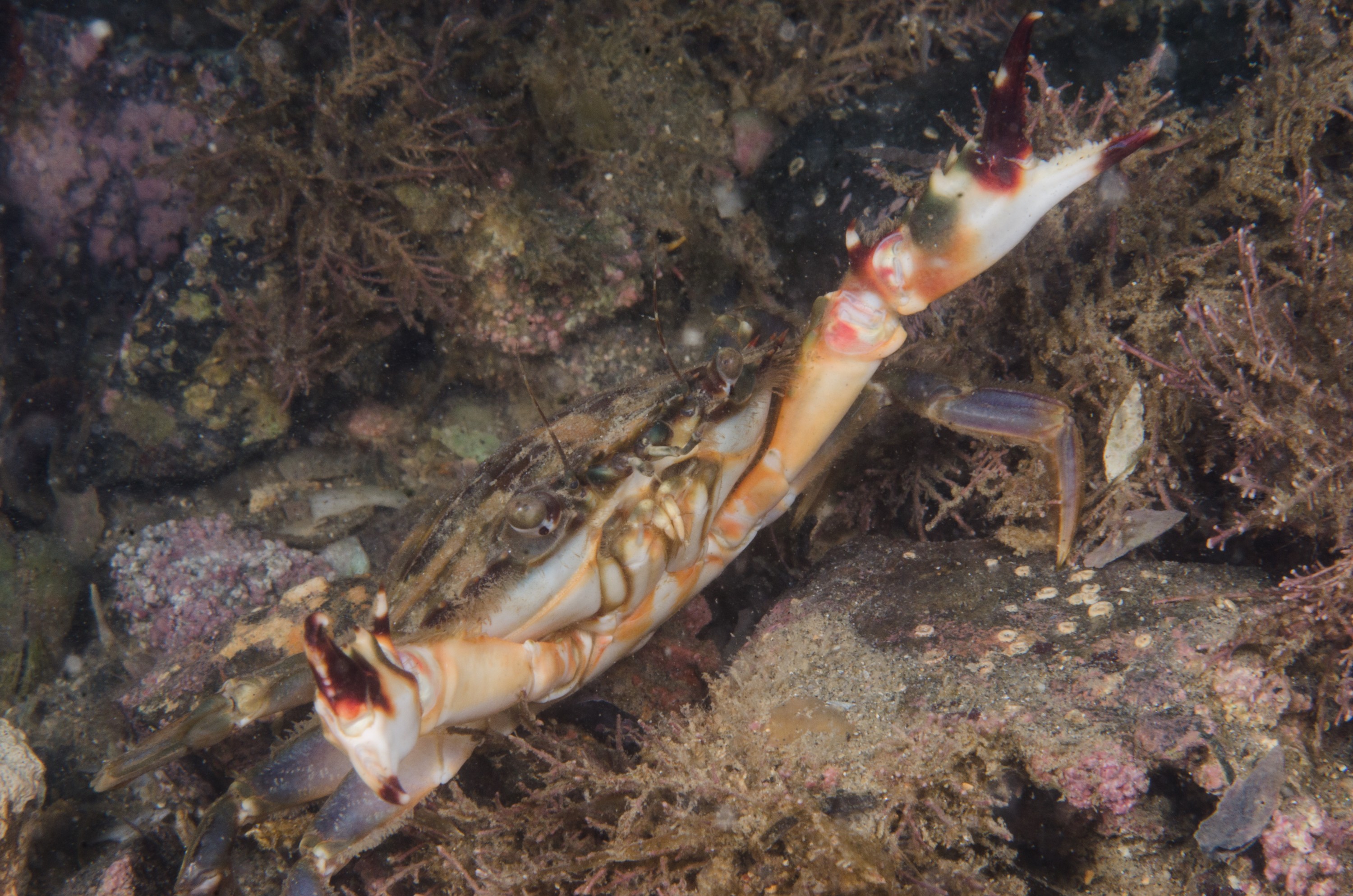 DSC_8578 – Asian, Paddlecrab, Charybdis, japonica, paddle, crab, ngunguru, whangarei, auckland, marine, pest, invasive, crispin, nz, new zealand, new, zealand, underwater, Biosecurity