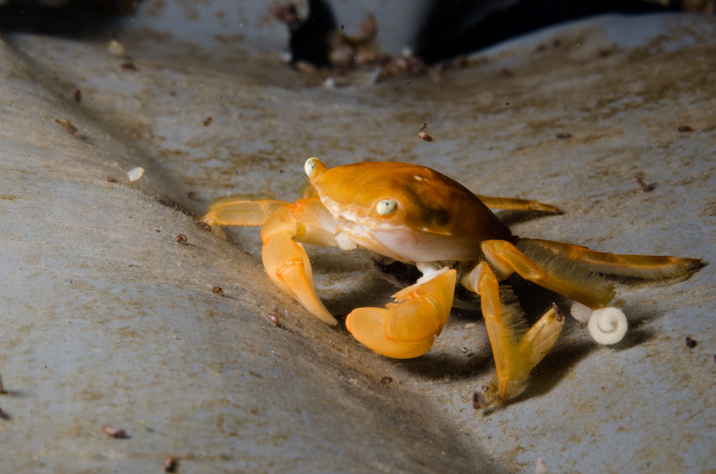 DSC_9192 – Underwater, Pelagic, Crab, Planes, major, Flotsam, Poor, Knights, Marine, Reserve, Orange, Crispin, marine, new zealand, zealand, new, nz,