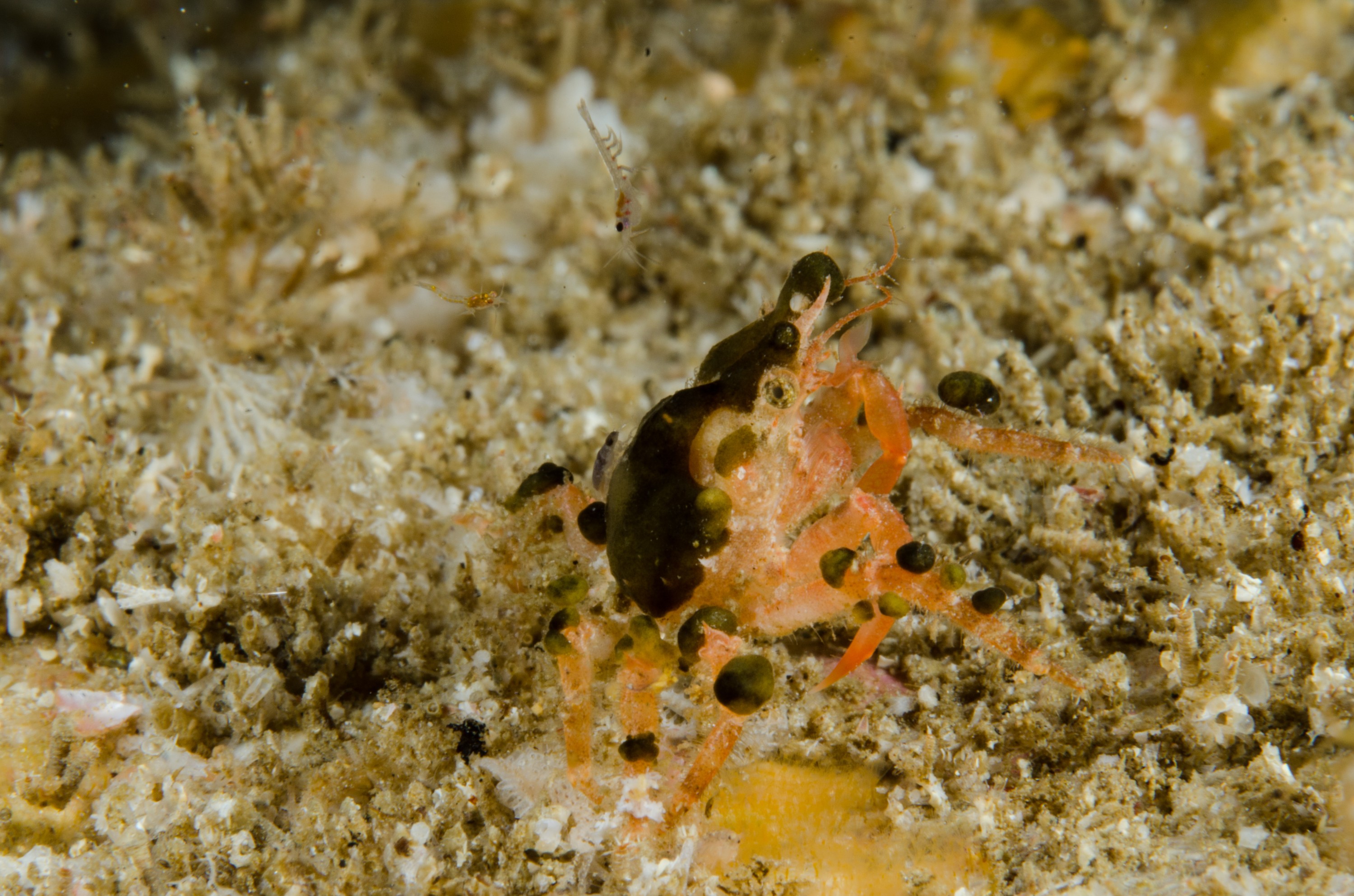 DSC_9609 – Poor, crab, crispin, knights, marine, new, northland, nz, reserve, unknown, zealand, JAN17