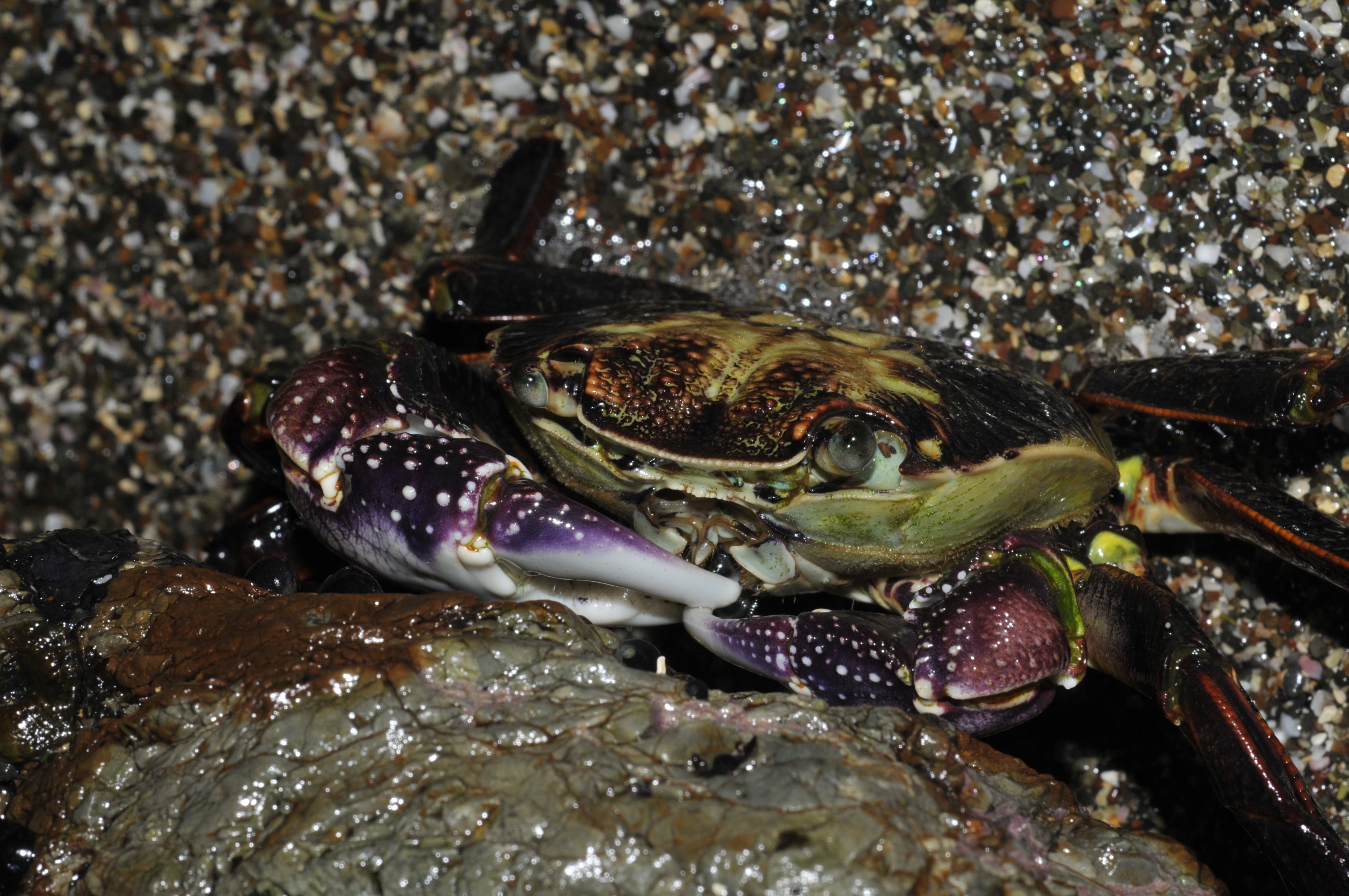 _DSC0512 – irene, nz, new, zealand, new zealand, Purple, Rock, Crab, Leptograpsus, variegatus, northland