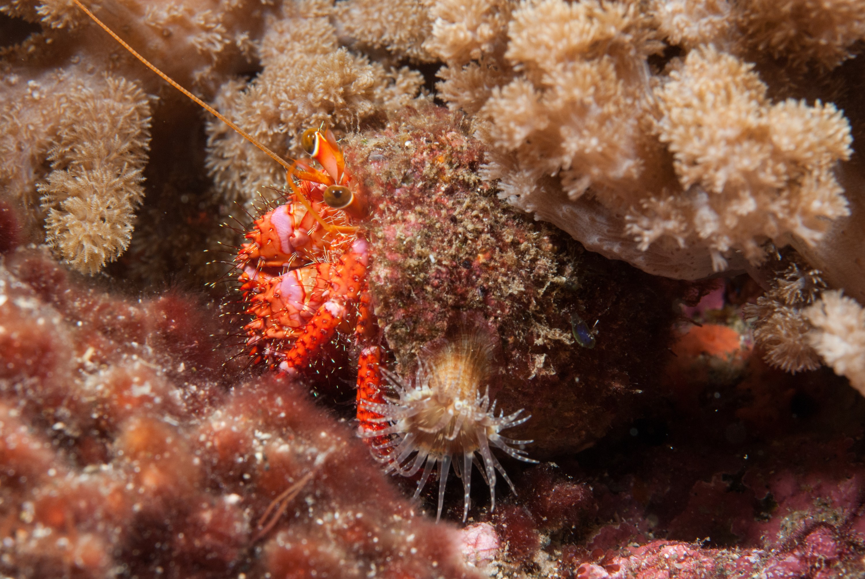 _JFG2760 – kermadec, islands, kermadecs, dive, images, remote, doc, sub tropical, subtropical, sub-tropical, marine, reserve, expedition, lust for rust, mesley, crispin, nz, new, zealand, new zealand, unknown, hermit, crab, crispin, Kermadecs 13,