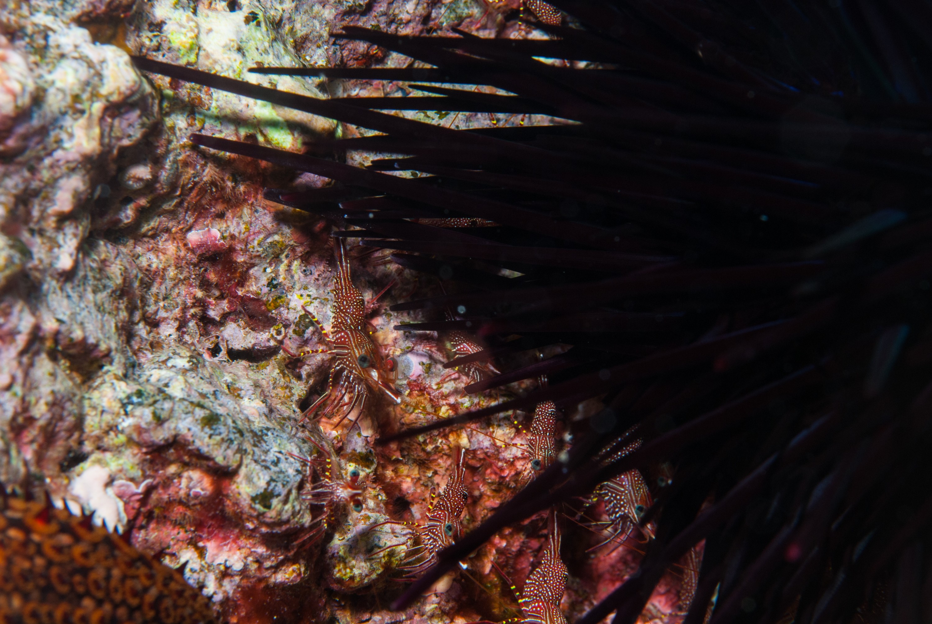 _JFG3442 – kermadec, islands, kermadecs, dive, images, remote, doc, sub tropical, subtropical, sub-tropical, marine, reserve, expedition, lust for rust, mesley, crispin, nz, new, zealand, new zealand, crispin, Kermadecs 13, hinge, back, shrimp,